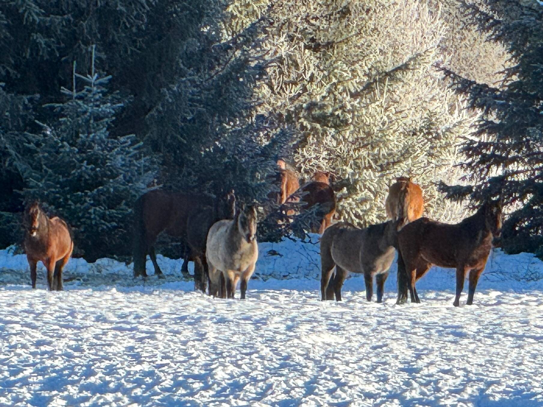 Echo Ranch horses gaze across Cowee Creek as hikers pass by on Jan. 6. (Photo by Denise Carroll)