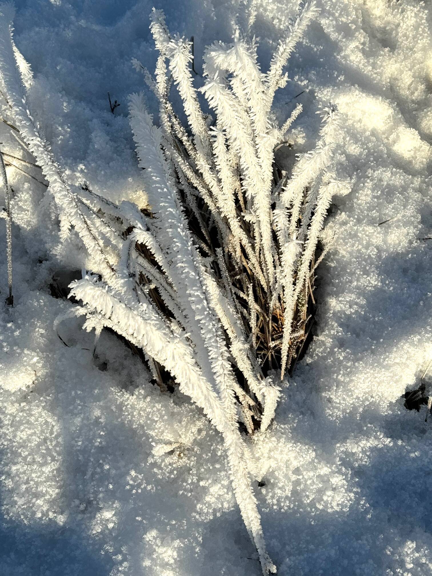 Photo by Denise Carroll
Meadow grass covered in rime waiting for spring on Jan. 6.