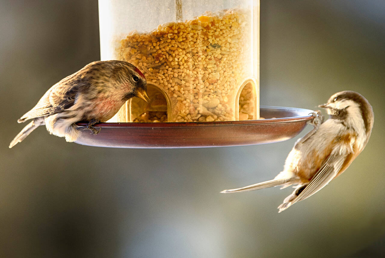 Courtesy Photo / Kenneth Gill, gillfoto
Common Redpoll and Chestnut-backed Chickadee perched on a bird feeder on Jan. 10.
