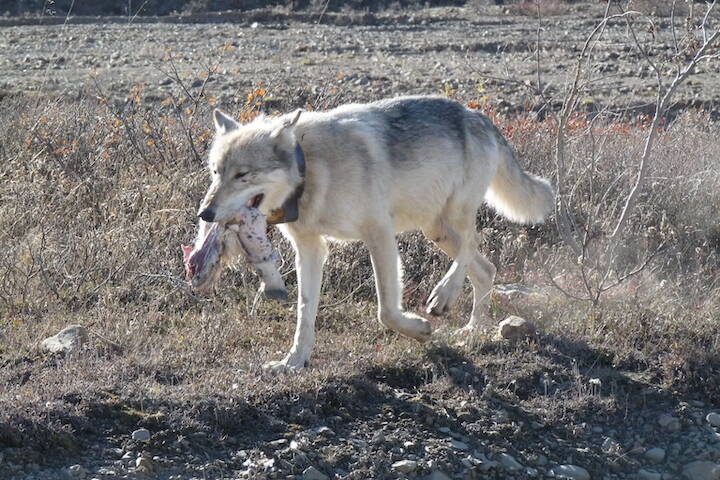A wolf carries a piece of prey while walking through a national park in Alaska. (National Park Service photo)