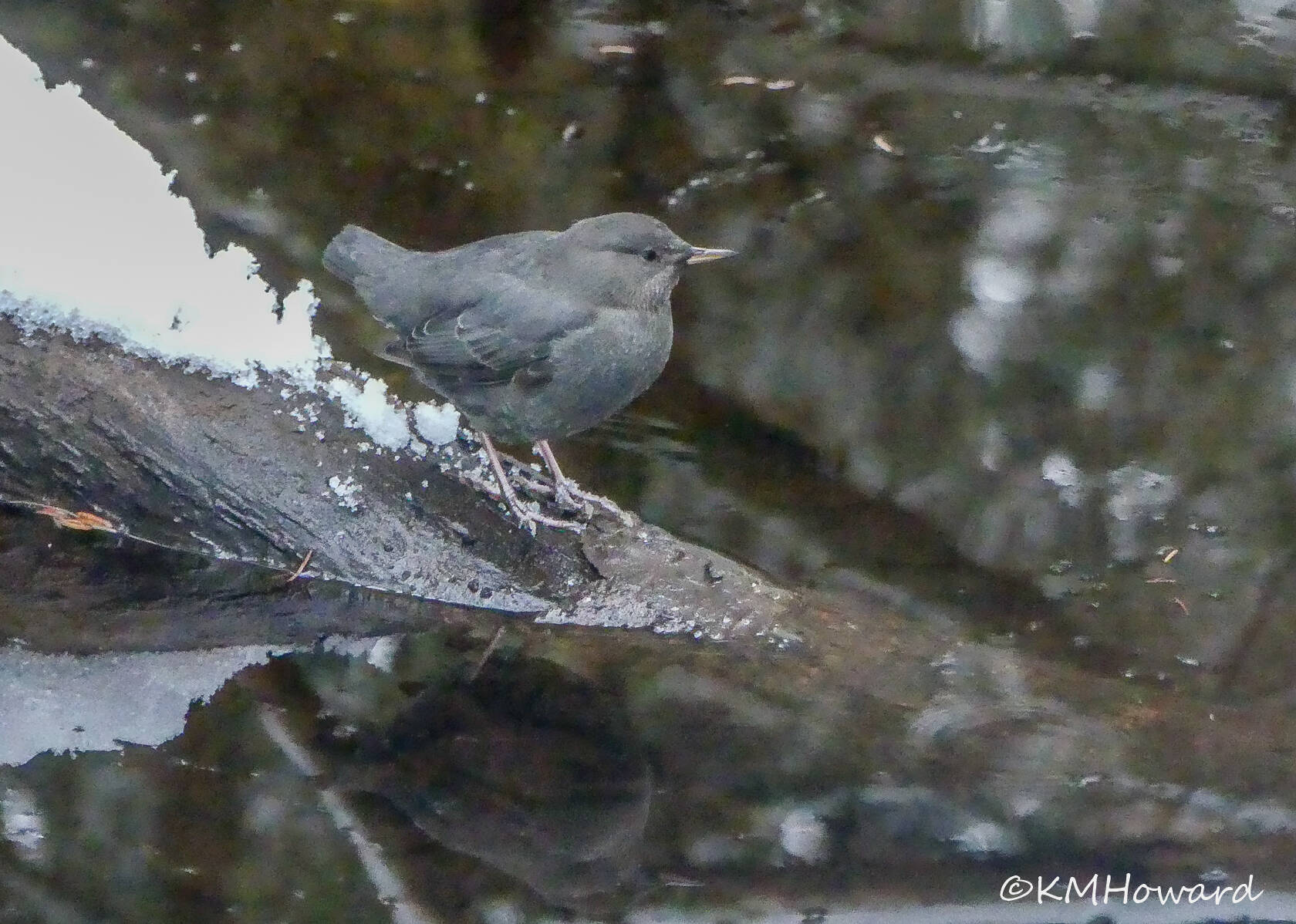An American dipper perches beside a clear, cold creek. (Photo by Kerry Howard)