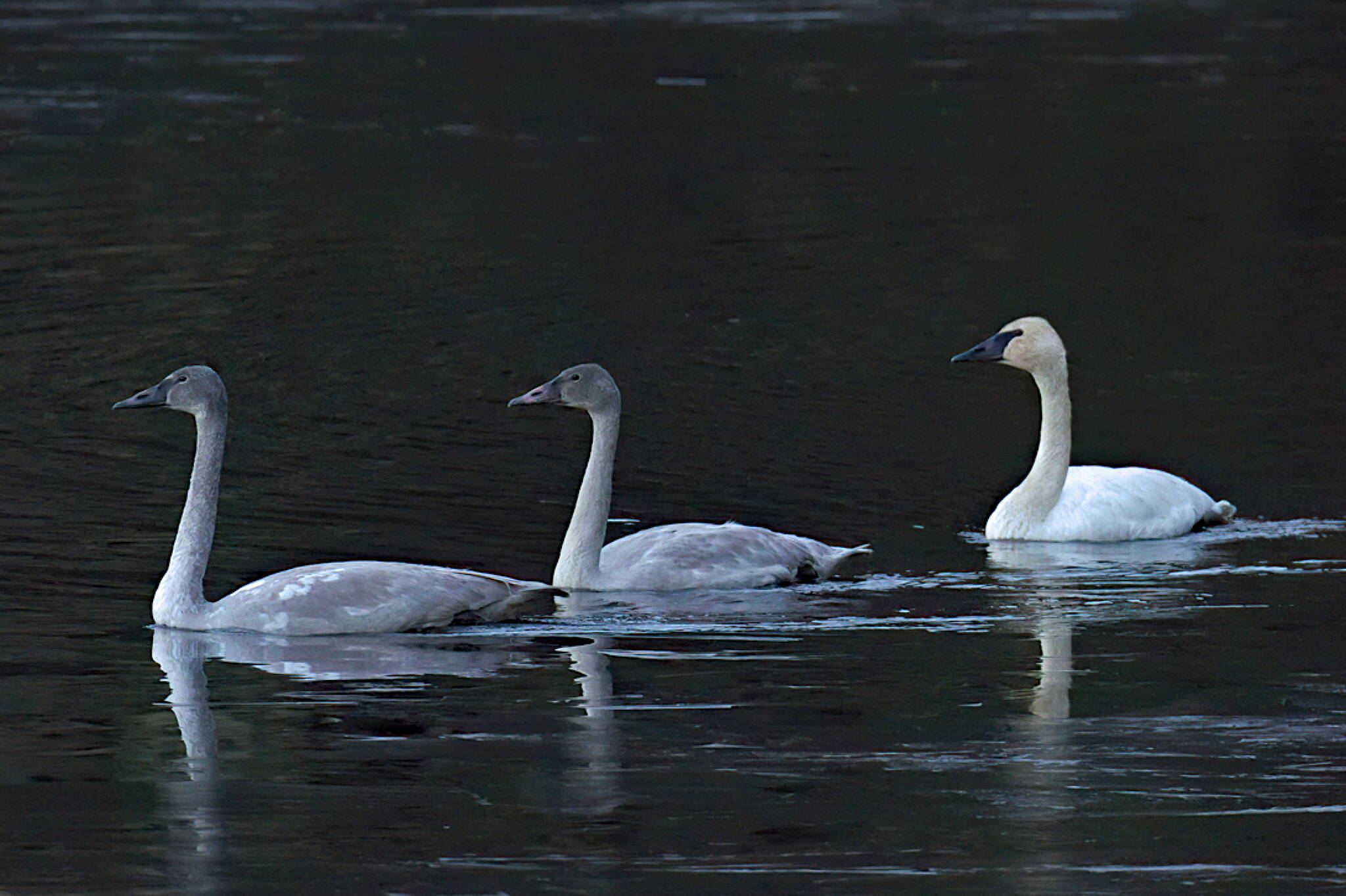A family of trumpeter swans on Auke Lake on Jan. 6. (Photo by Jos Bakker)