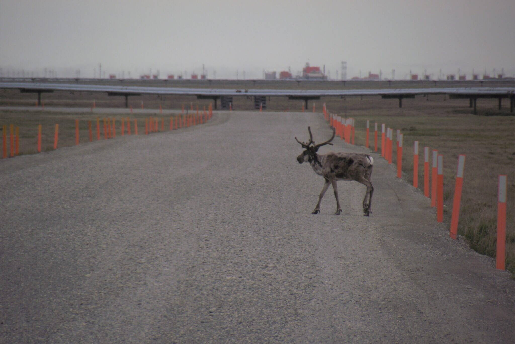 A caribou from the Central Arctic herd crosses a road within the Kuparuk oil field on the North Slope of Alaska in the summer of 2019, during the mosquito harassment period. (Photo by John Severson/U.S. Geological Survey)