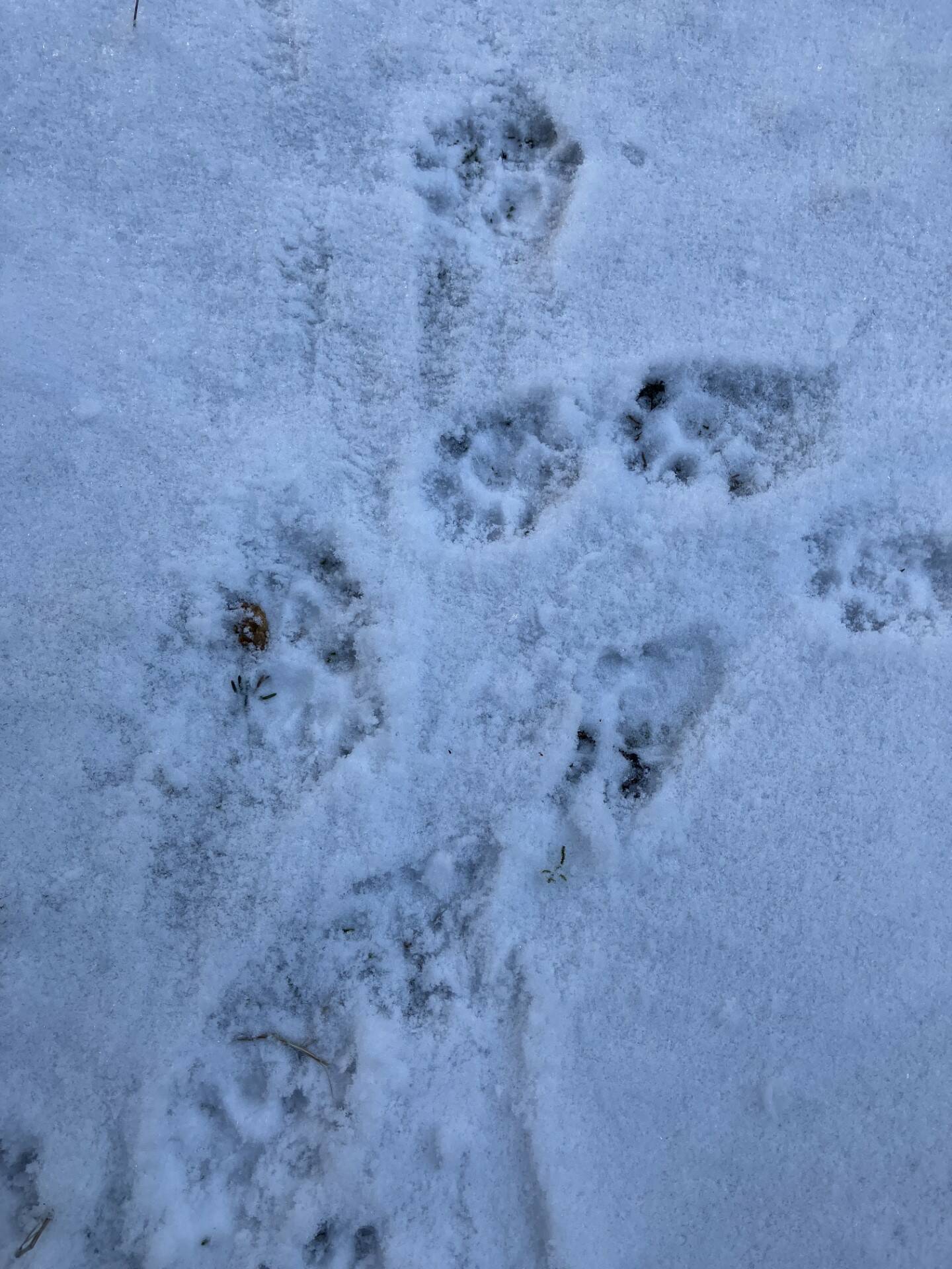 Otter tracks at the edge of a creek show five toe pads, unlike those of a dog, which has four toe pads. (Photo by Mary F. Willson)