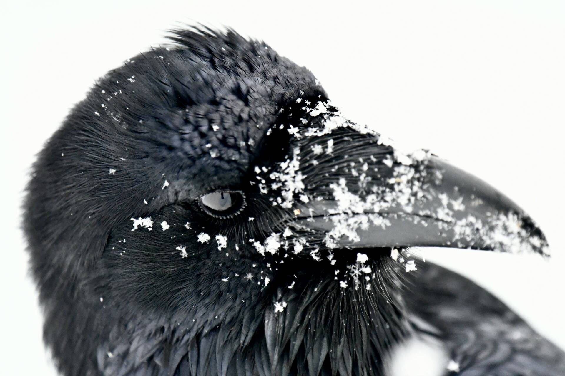 A raven at the docks downtown on Jan. 13. (Photo by Christopher Grau)