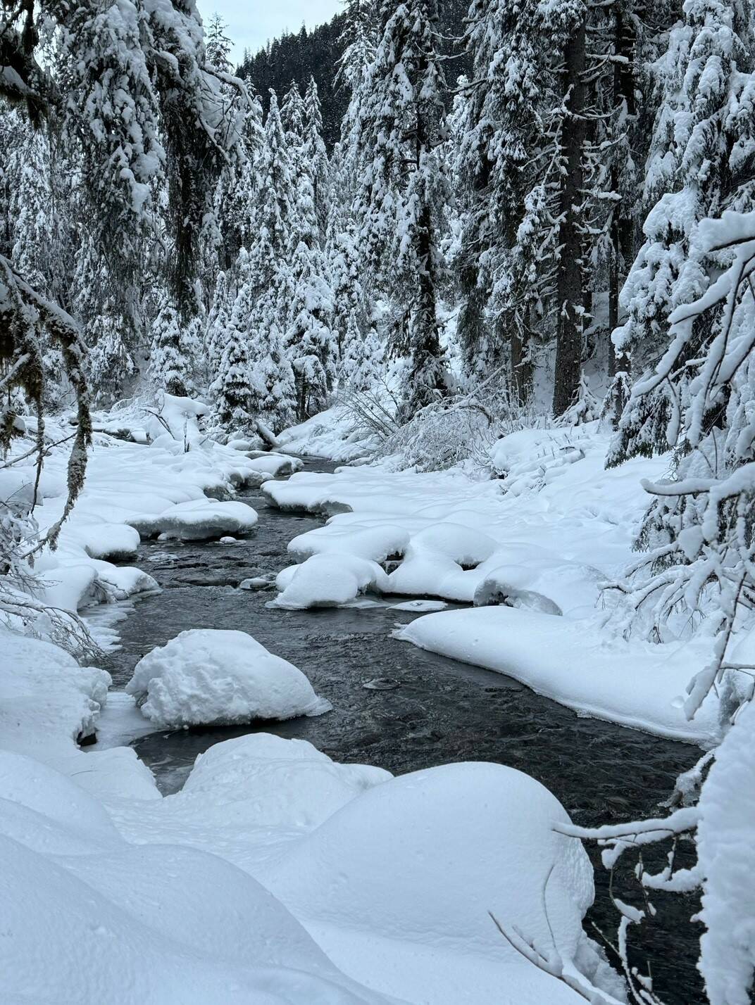 A babbling brook wends its way through the snowy forest along Montana Creek Road Jan. 20. (Photo by Denise Carroll)