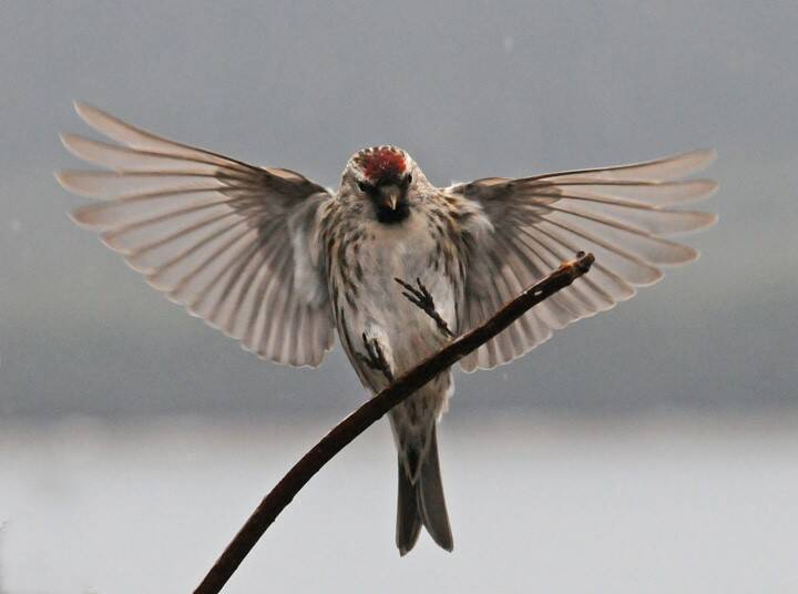 A redpoll comes in to land at a feeding station in Juneau. (Photo by Bob Armstrong)