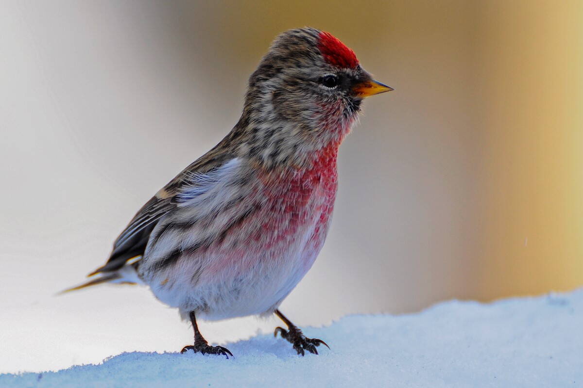 Redpolls have come to Juneau in large numbers this year. (Photo by Mark Schwan)