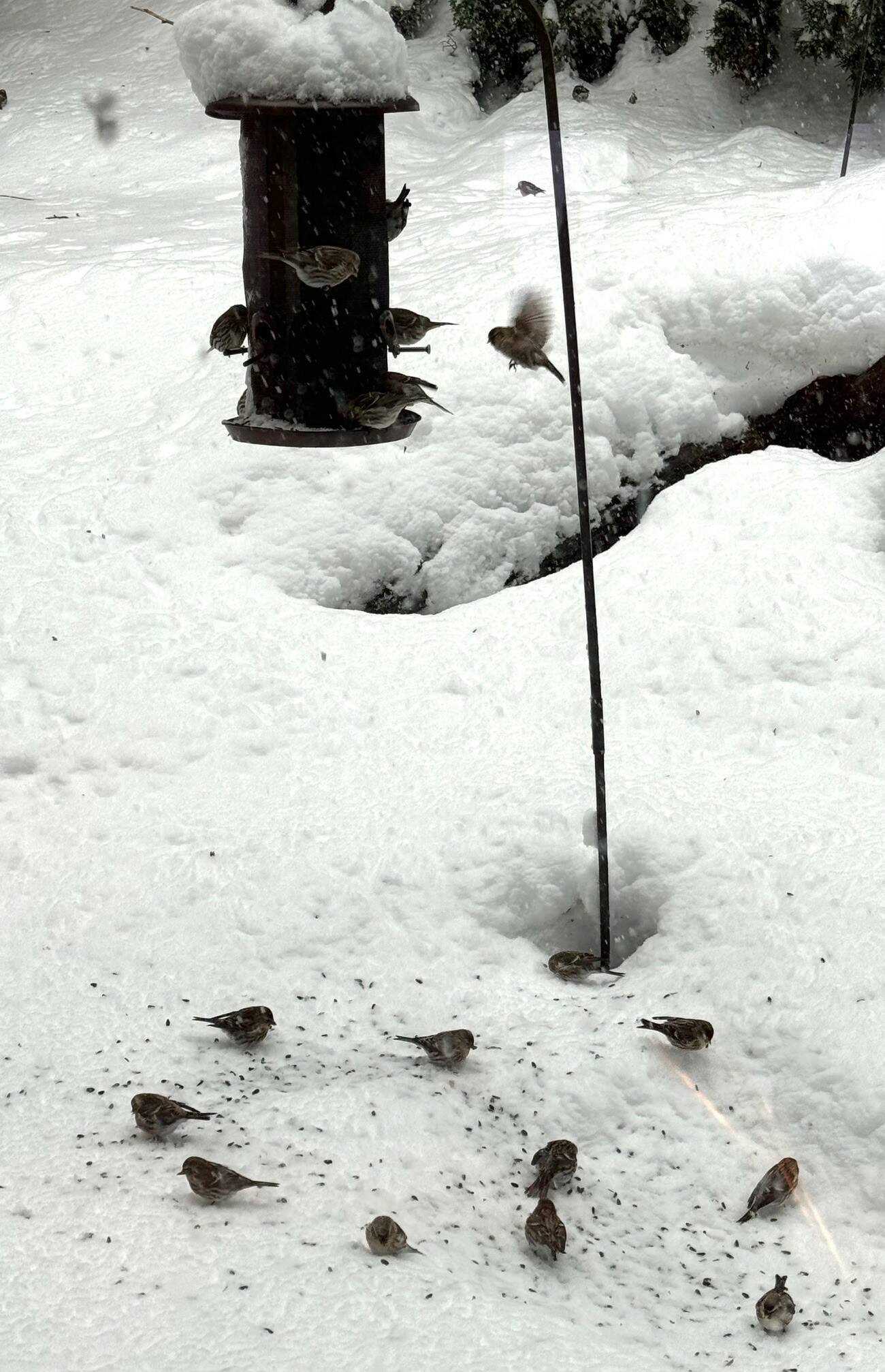 Common redpolls and chestnut-backed chickadees visit a backyard feeder on Feb. 1. (Photo by Denise Carroll)
