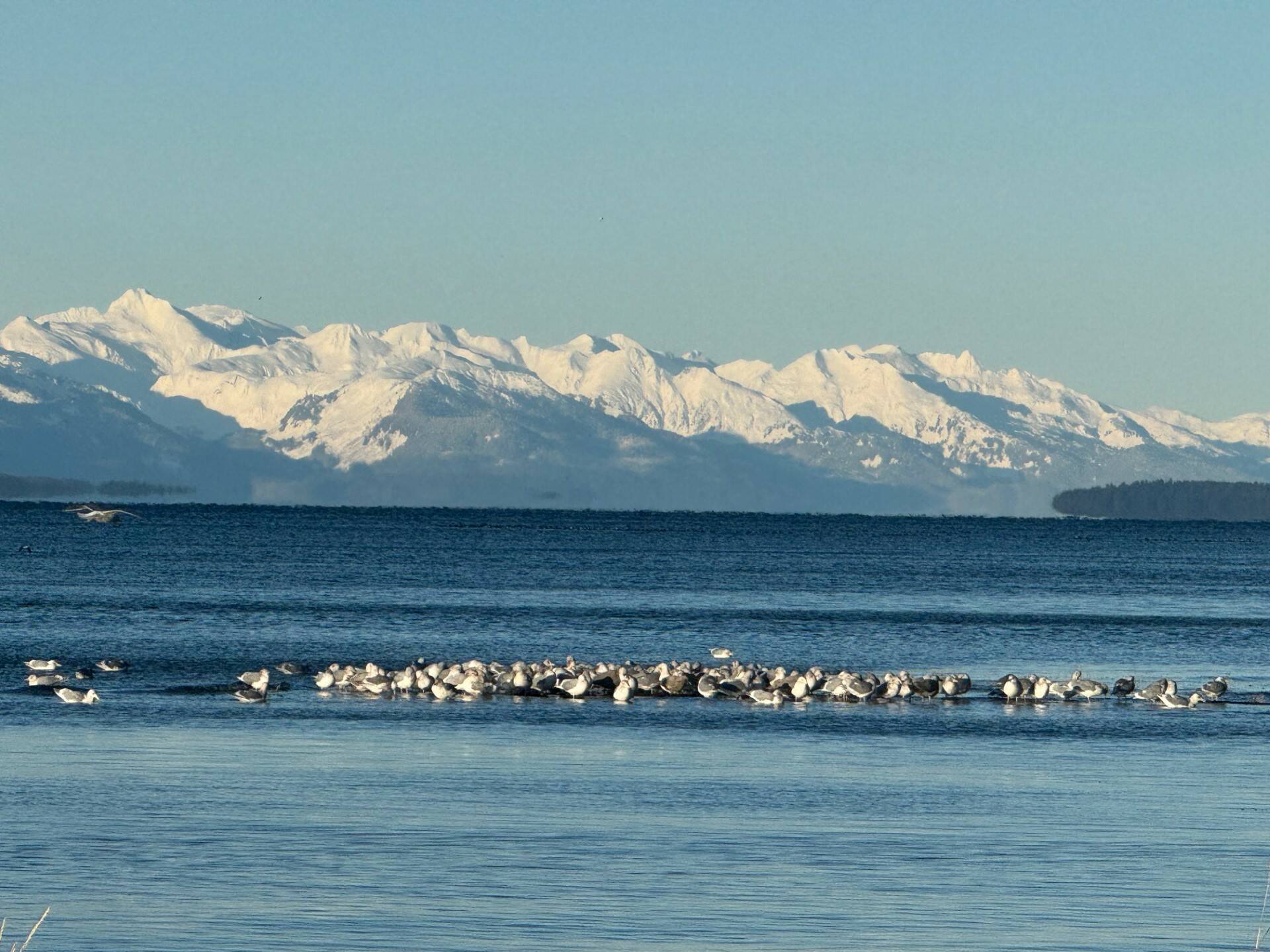 A raft of surf scoters and seagulls with the snowy Chillkats in the background on Jan. 10. (Photo by Denise Carroll)