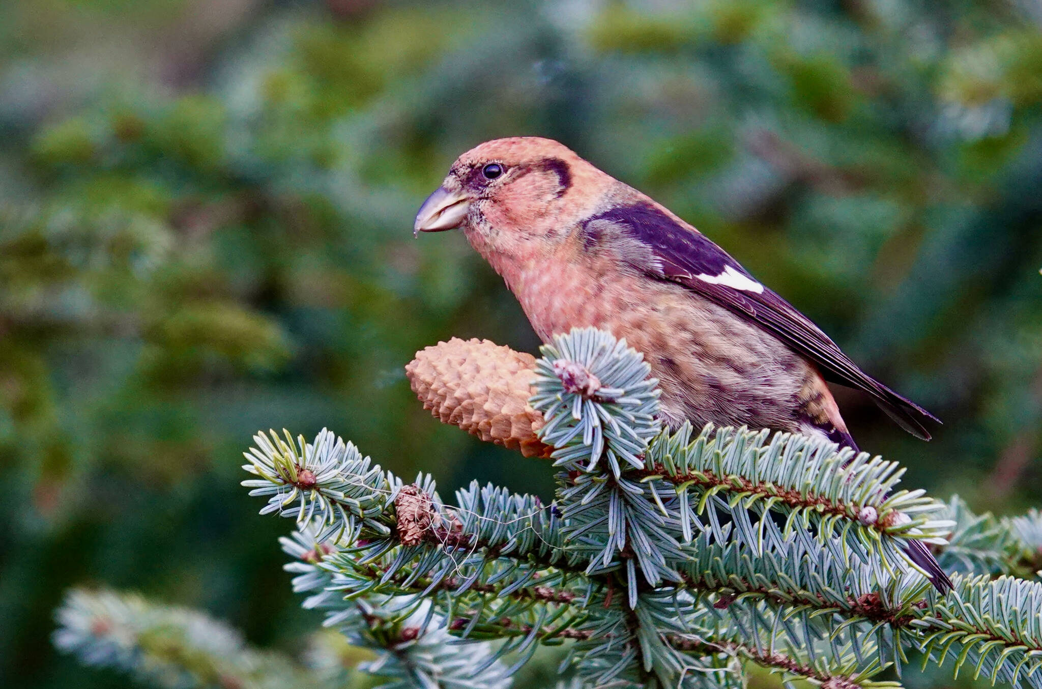 A male white-winged crossbill wears reddish plumage paler than the red of the breeding season. (Photo by Helen Unruh)