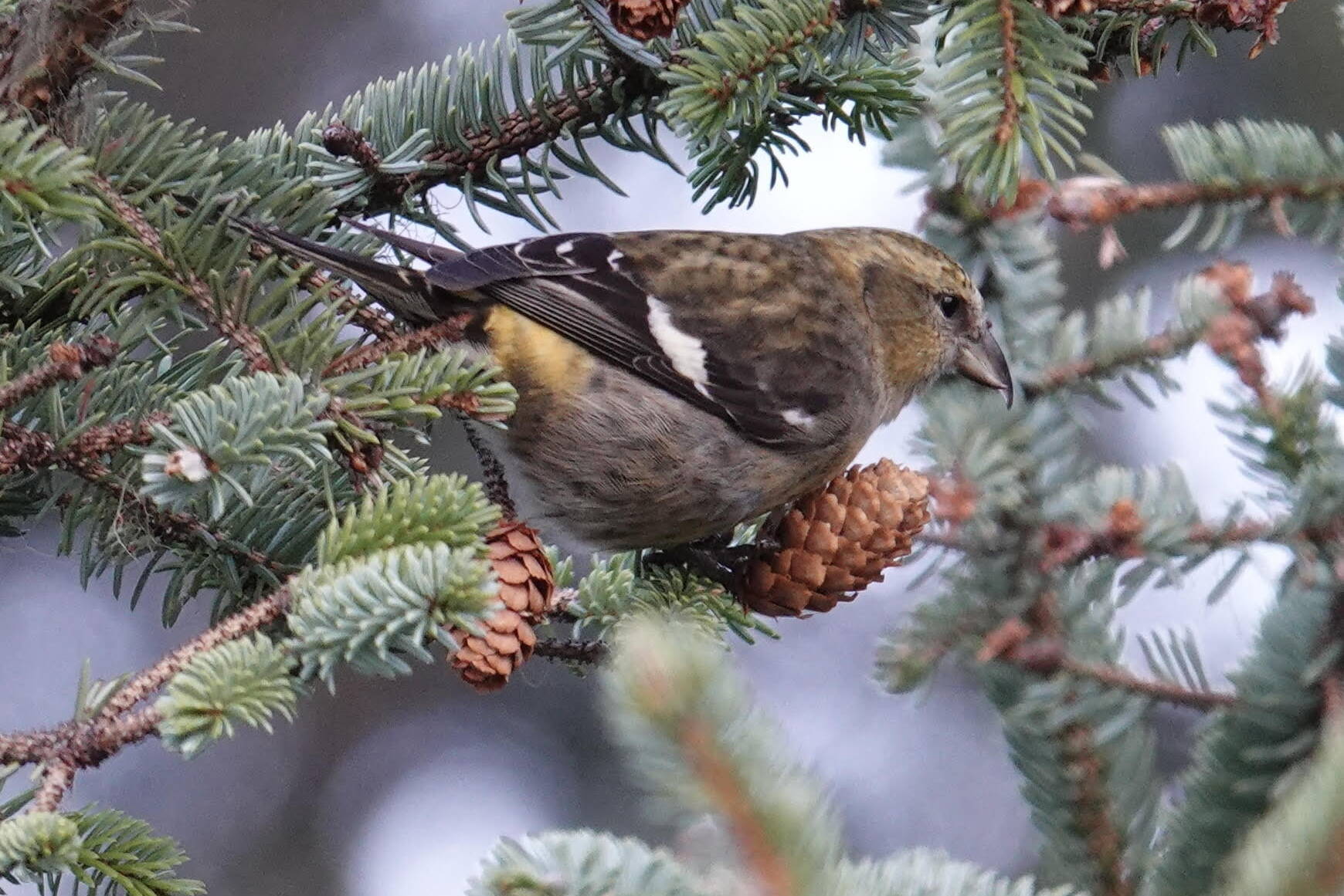 A female white-winged crossbill contemplates a partly open spruce cone. (Photo by Helen Unruh)