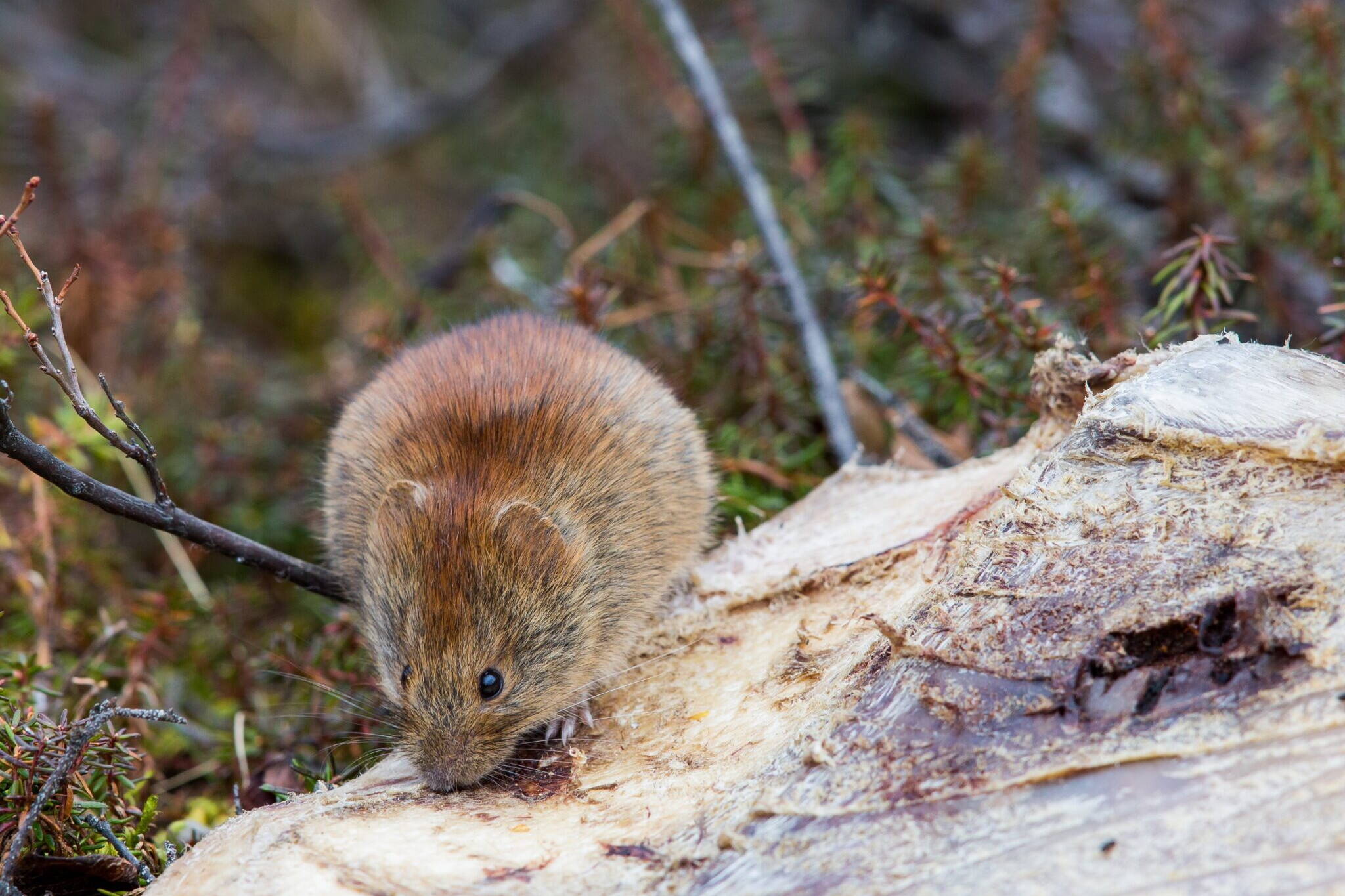 A northern red-backed vole is seen in this undated photo. Small mammals, especially northern red-backed voles, have been found to be infected with Alaskapox, a disease that was not identified until 2015. State health officials on Friday reported that a man died from the infection in January in the first known fatality associated with the viral disease. (Photo by Jim Dau/provided by Alaska Department of Fish and Game)