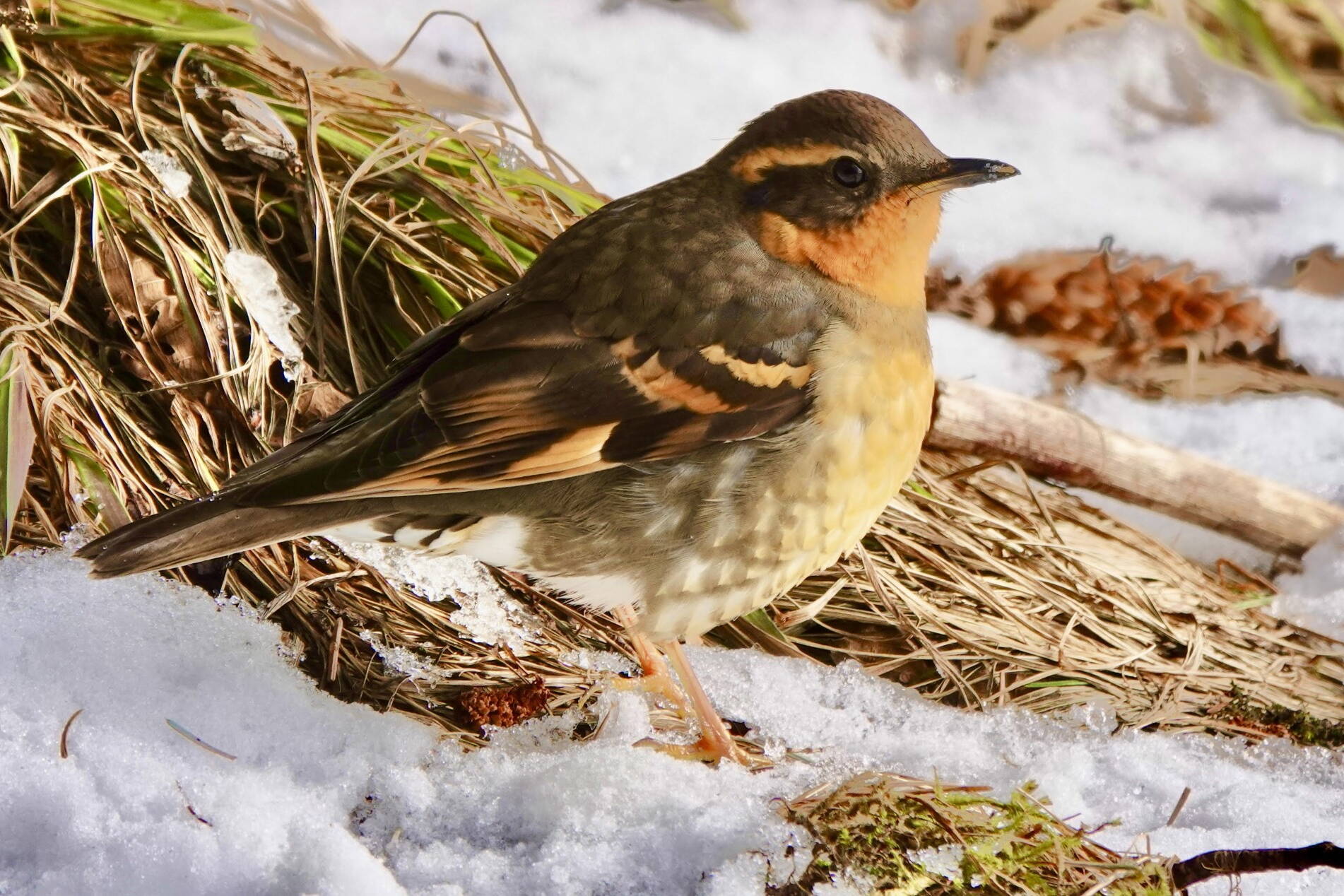 A female varied thrush pauses to look around during her foraging bout. (Photo by Helen Unruh)