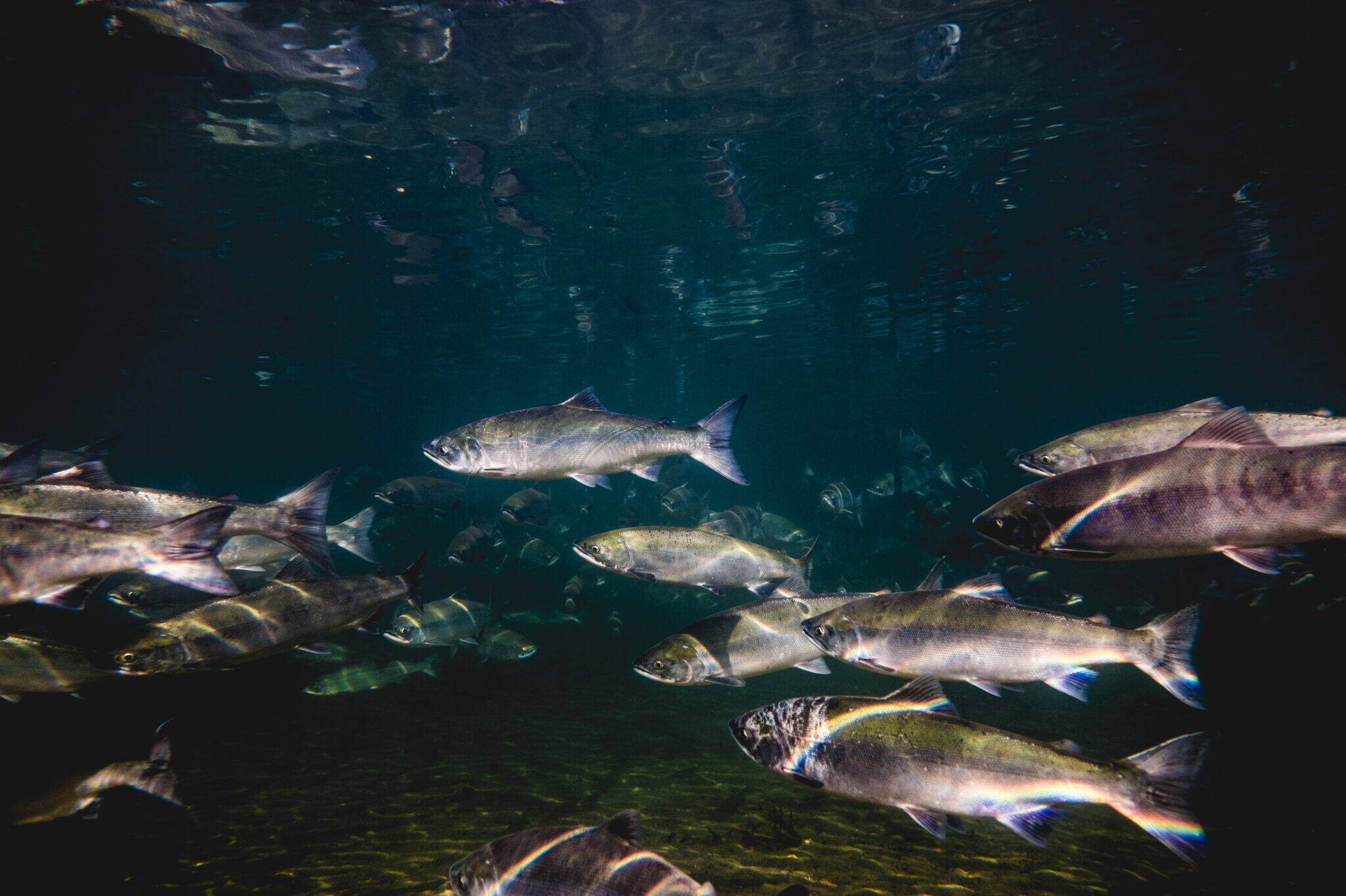 An underwater image captured in 2016 shows sockeye salmon swimming up the Brooks River in Alaska’s Katmai National Park to spawn. The U.S. Department of Agriculture is buying about 50 million pounds of Alaska fish — pollock, pink salmon and sockeye salmon — to use in its food and nutrition-assistance programs. (Photo provided by the National Park Service)