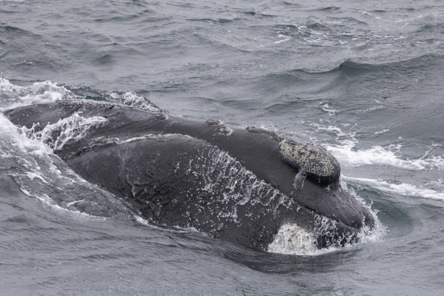 A previously unidentified Eastern North Pacific right whale surfaces in the waters of the Gulf of Alaska in September 2023. The discovery of this whale was hailed by scientists studying the critically endangered population. Members of the public are being asked to choose a name for the animal through an online contest that will use bracketed competition. (Photo by Bernardo Alps/NOAA Fisheries, International Whaling Commission and WildSea Inc.)