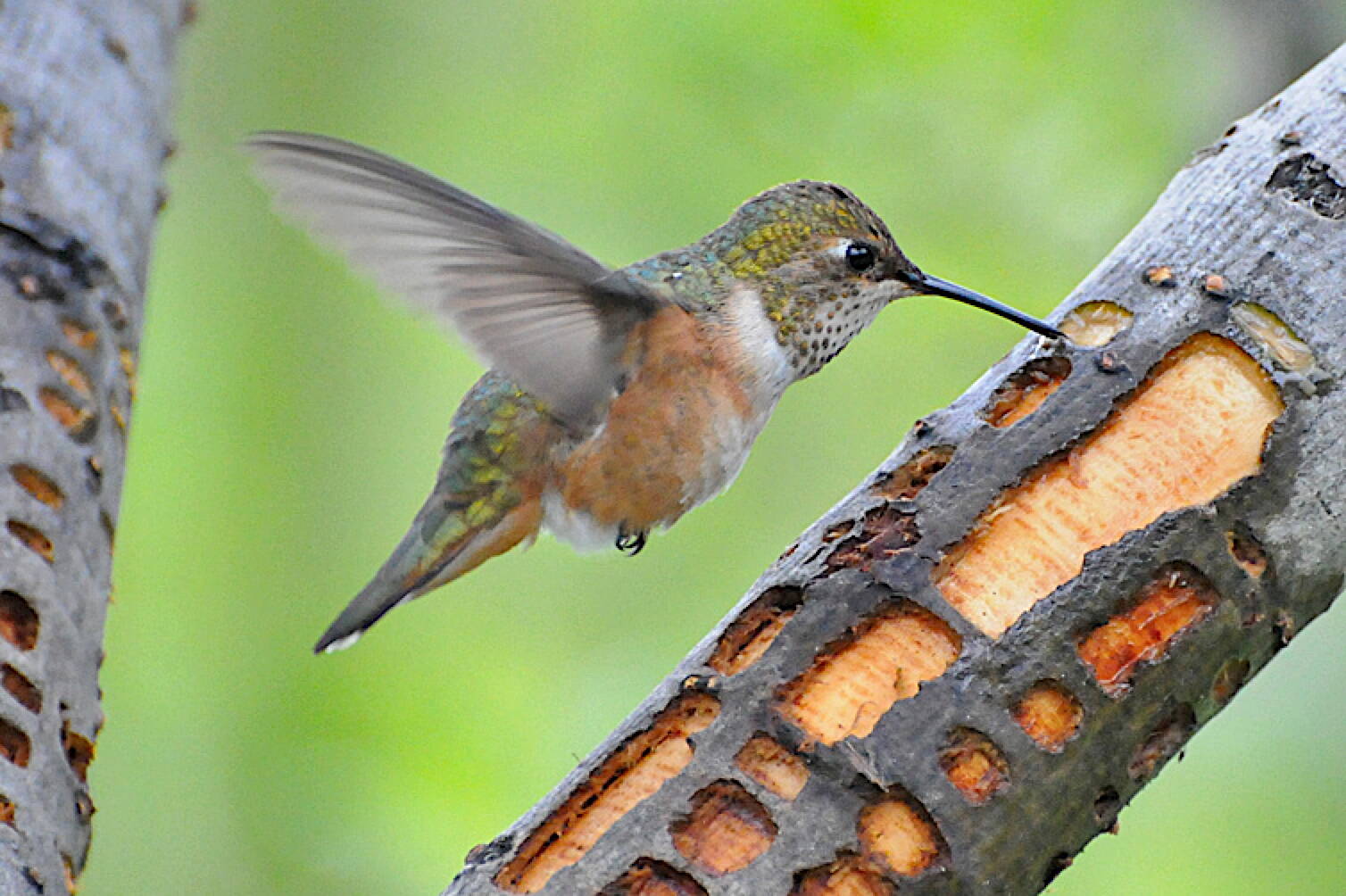 Sapsucker wells on willows attract hummingbirds as well as insects. (Photo by Bob Armstrong)