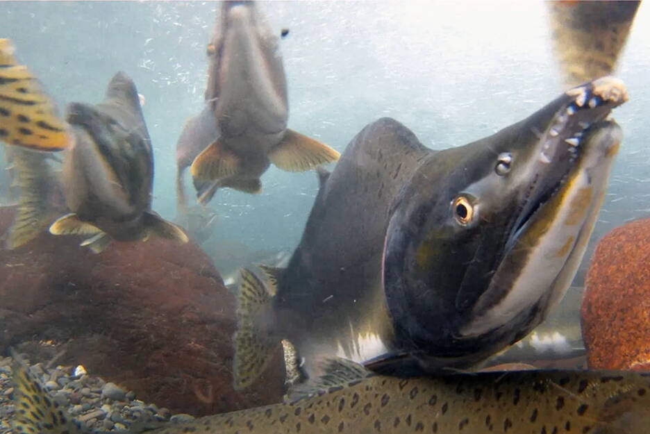 Pink salmon are seen in an undated photo. (NOAA Fisheries photo)