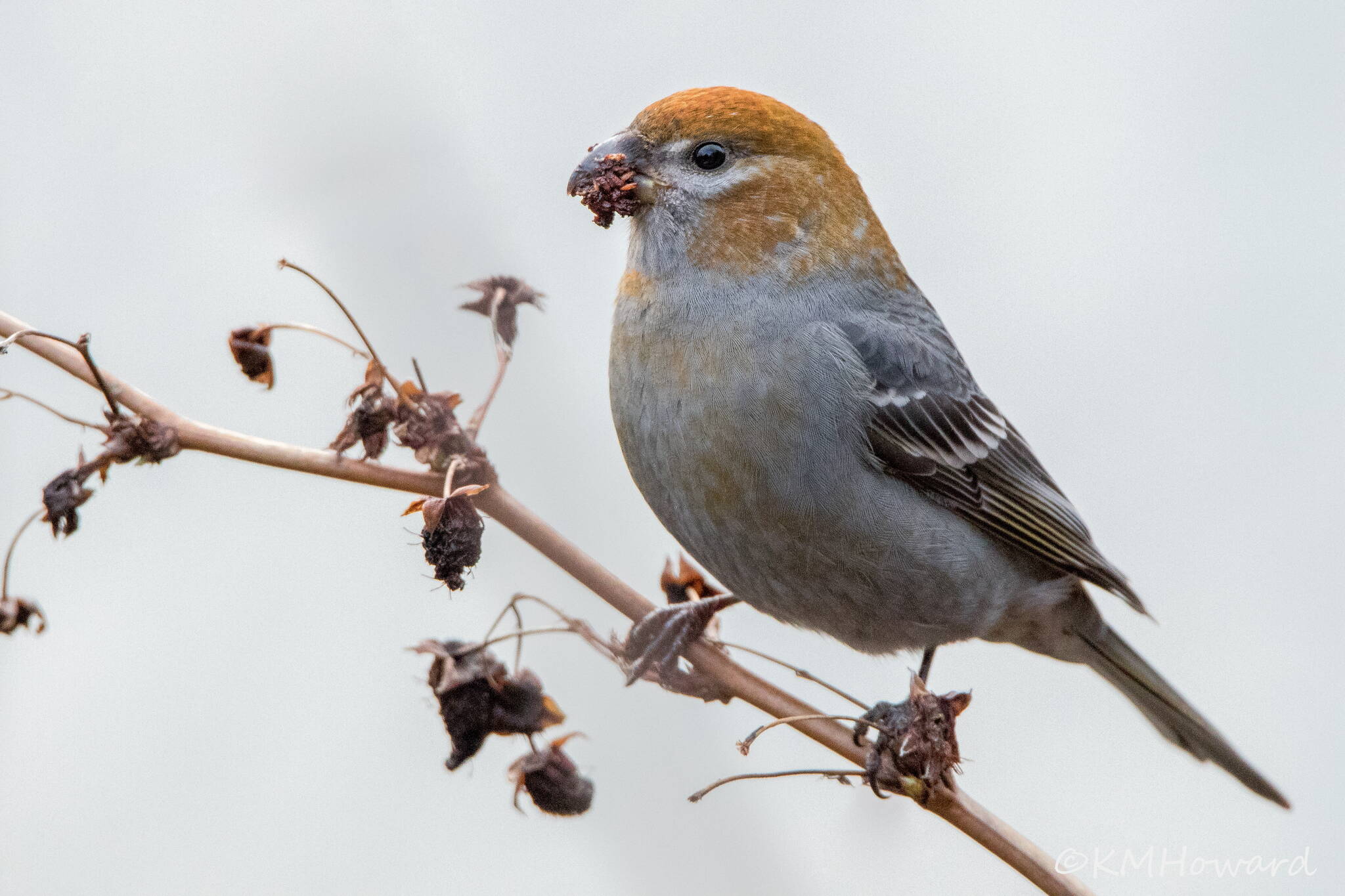 A pine grosbeak munches on some old berries. (Photo by Kerry Howard)