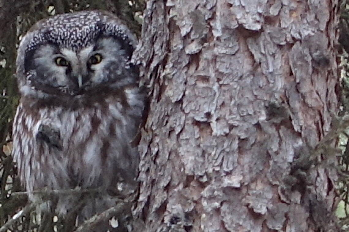A boreal owl perches in a spruce tree not far from a nest box from which he has been singing each night in March 2024. (Photo by Ned Rozell)