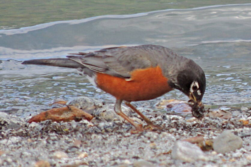 A robin feeds on insects along the shore of Mendenhall Lake. (Photo by Bob Armstrong)