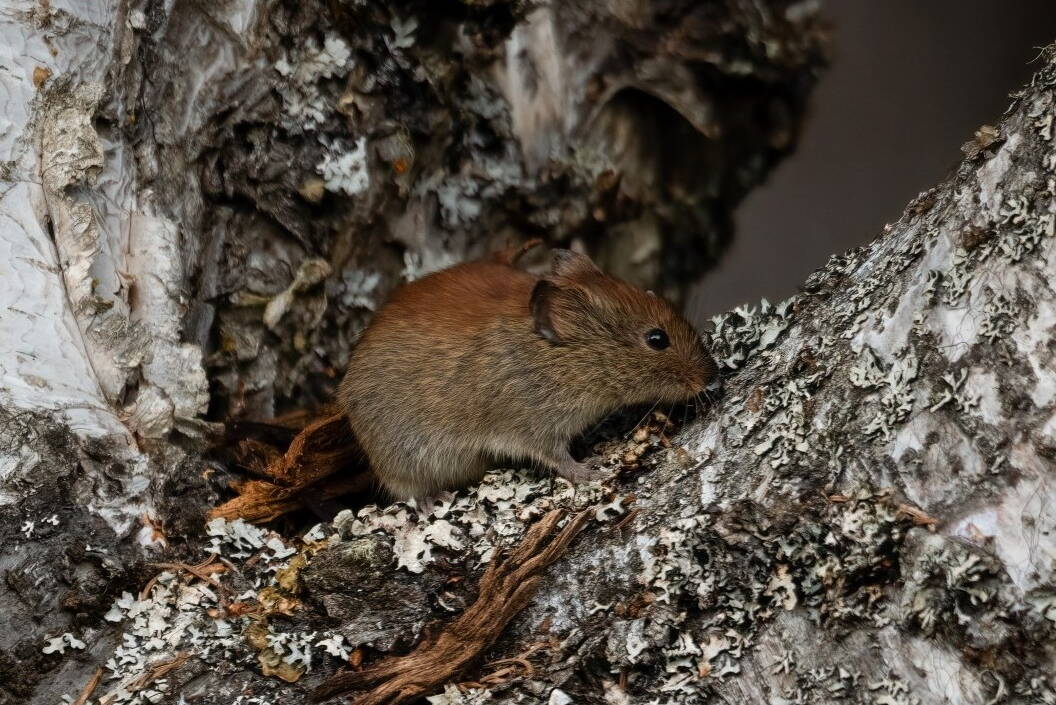 A northern red-backed vole scampers through a forested area of the Kenai Peninsula. These small mammals, found in almost all parts of Alaska, are known carriers of the virus that causes the disease being renamed borealpox. The borealpox virus — known up to now as the Alaskapox virus — appears to be more widespread in the environment than previously understood. (Photo by Colin Canturbury/U.S. Fish and Wildlife Service)