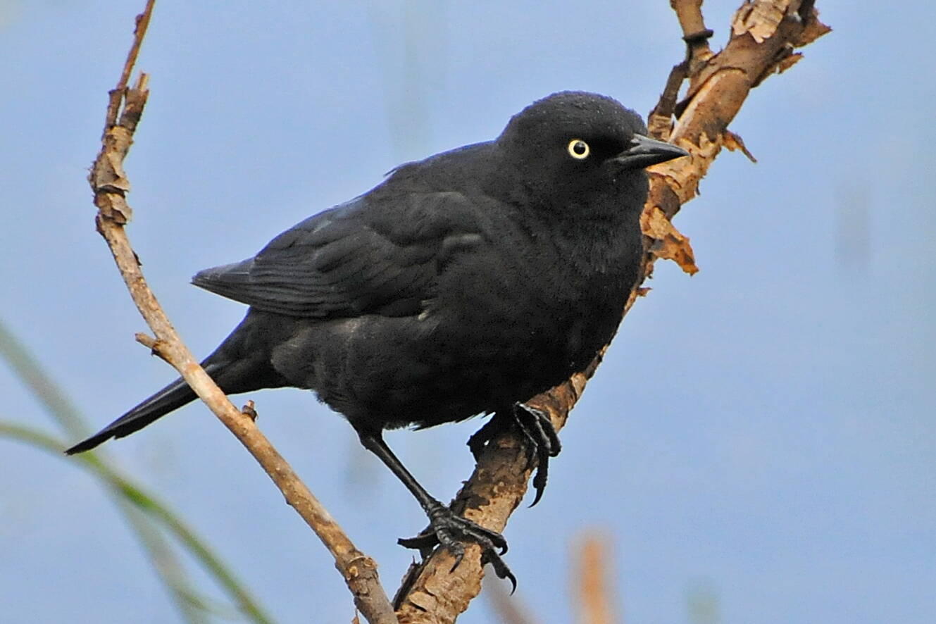 A male rusty blackbird in breeding dress. (Photo by Bob Armstrong)