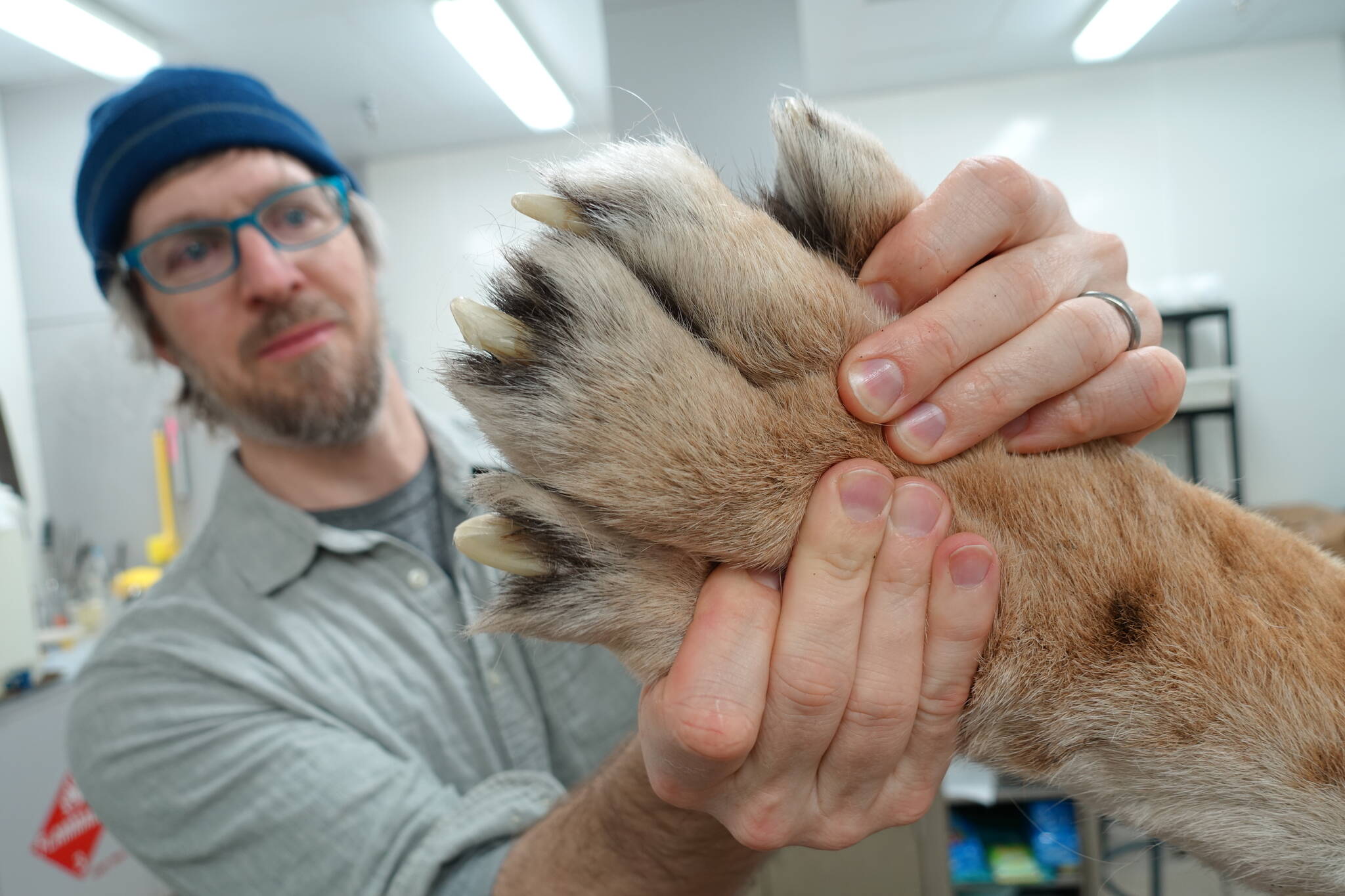 Aren Gunderson of the UA Museum of the North inspects the back paw of a Siberian tiger donated recently by officials of the Alaska Zoo in Anchorage after the tiger died at age 19. (Photo by Ned Rozell)