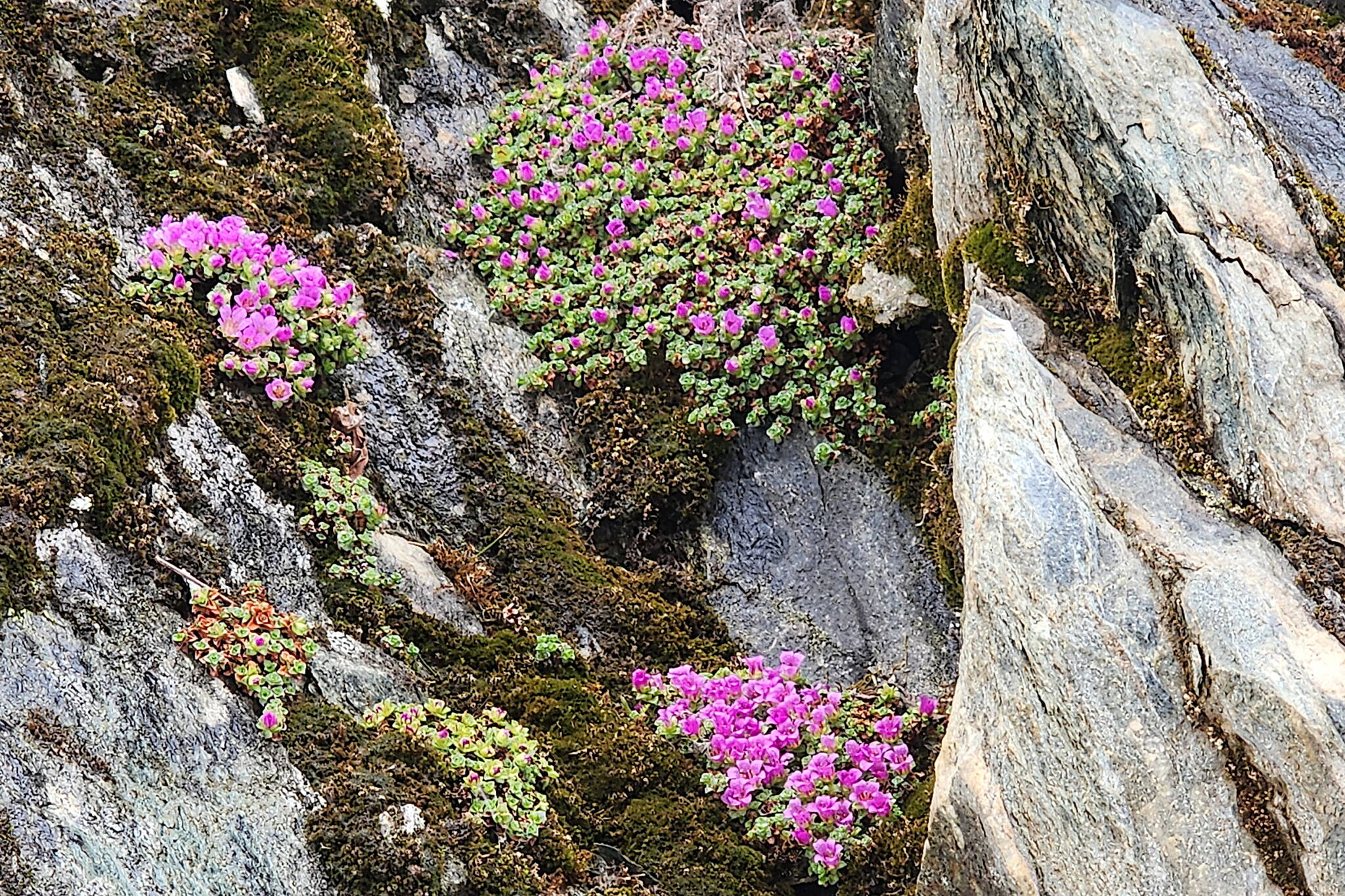 Purple mountain saxifrage blooms on cliffs along Perseverance Trail in early April. (Photo by Pam Bergeson)