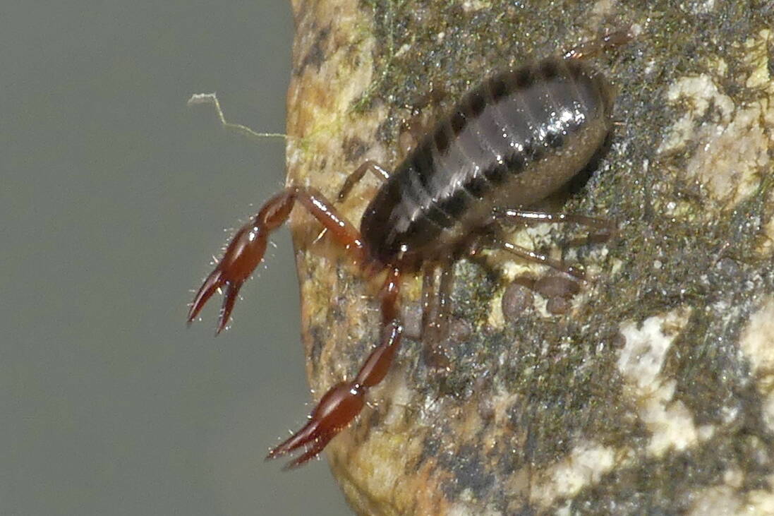 Pseudoscorpions are very small predators of springtails and mites. (Photo by Bob Armstrong)