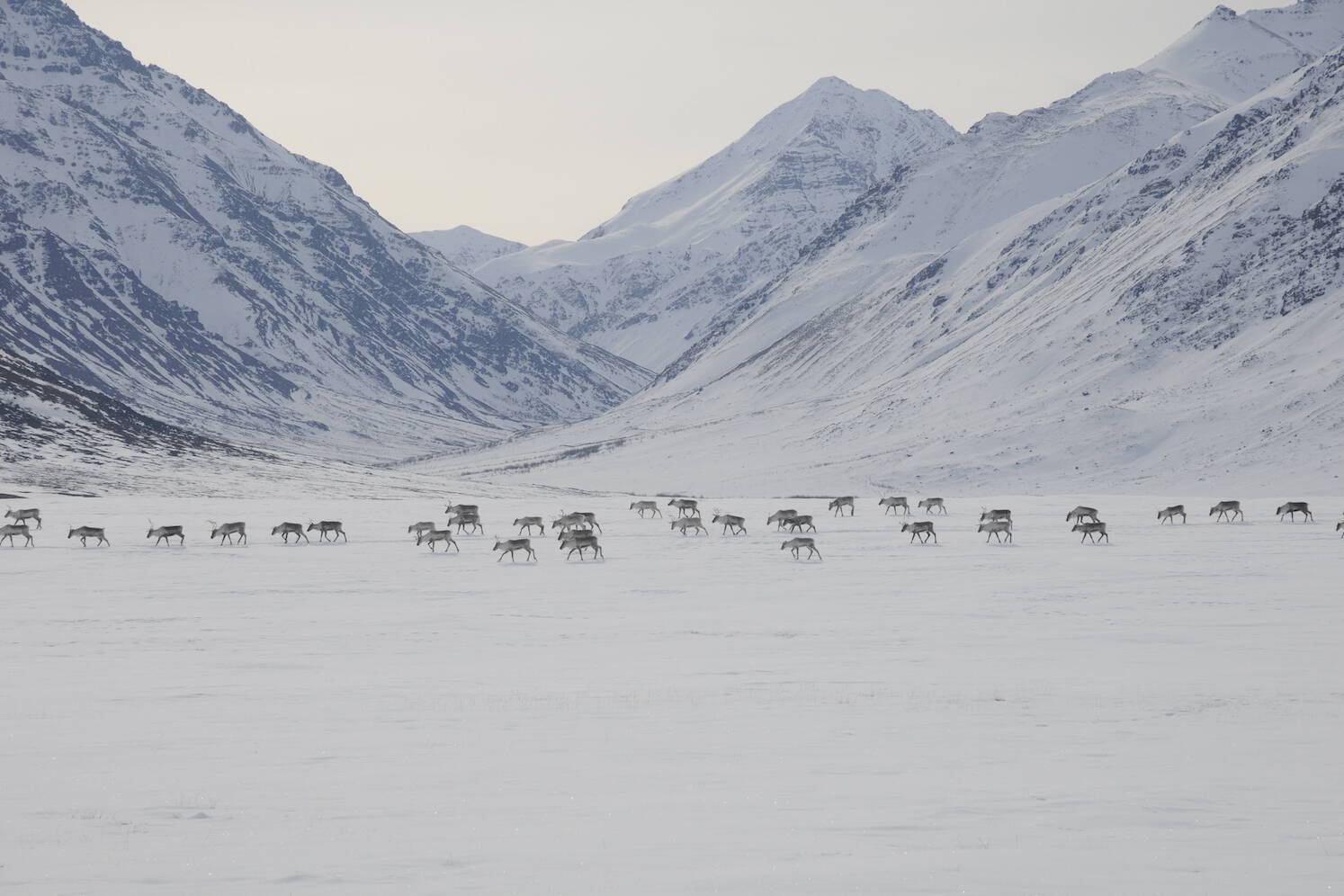 Caribou cross through Gates of the Arctic National Park and Preserve in their 2012 spring migration. A 211-mile industrial road that the Alaska Industrial Development and Export Authority wants to build would pass through Gates of the Arctic and other areas used by the Western Arctic Caribou Herd, one of the largest in North America. Supporters, including many Alaska political leaders, say the road would provide important economic benefits. Opponents say it would have unacceptable effects on the caribou. (Photo by Zak Richter/National Park Service)