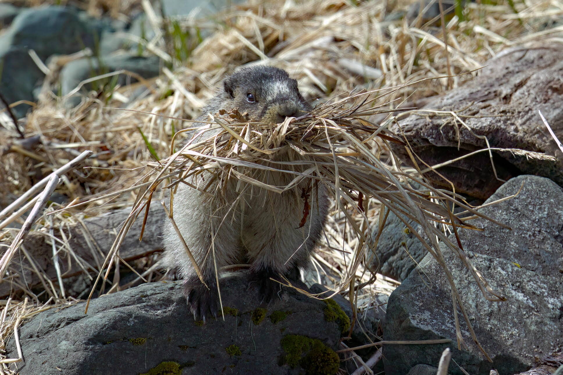 A beach marmot carries nest material to its den. (Photo by Jos Bakker)