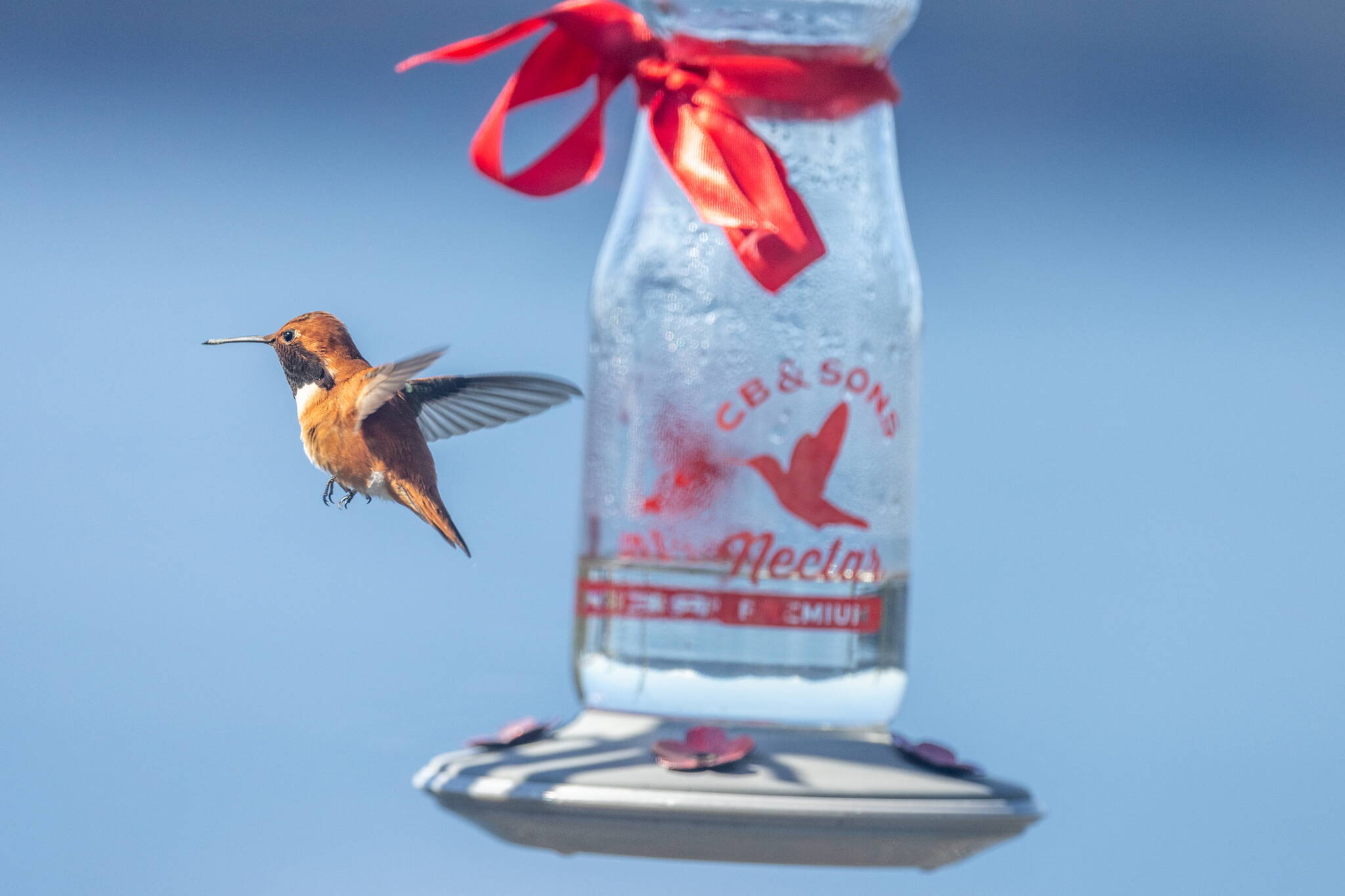 A Rufous hummingbird hovers near a glass hummingbird feeder filled with homemade liquid food. Keeping the feeder clean is important to prevent mold, bacteria and disease. (Photo by Kerry Howard)