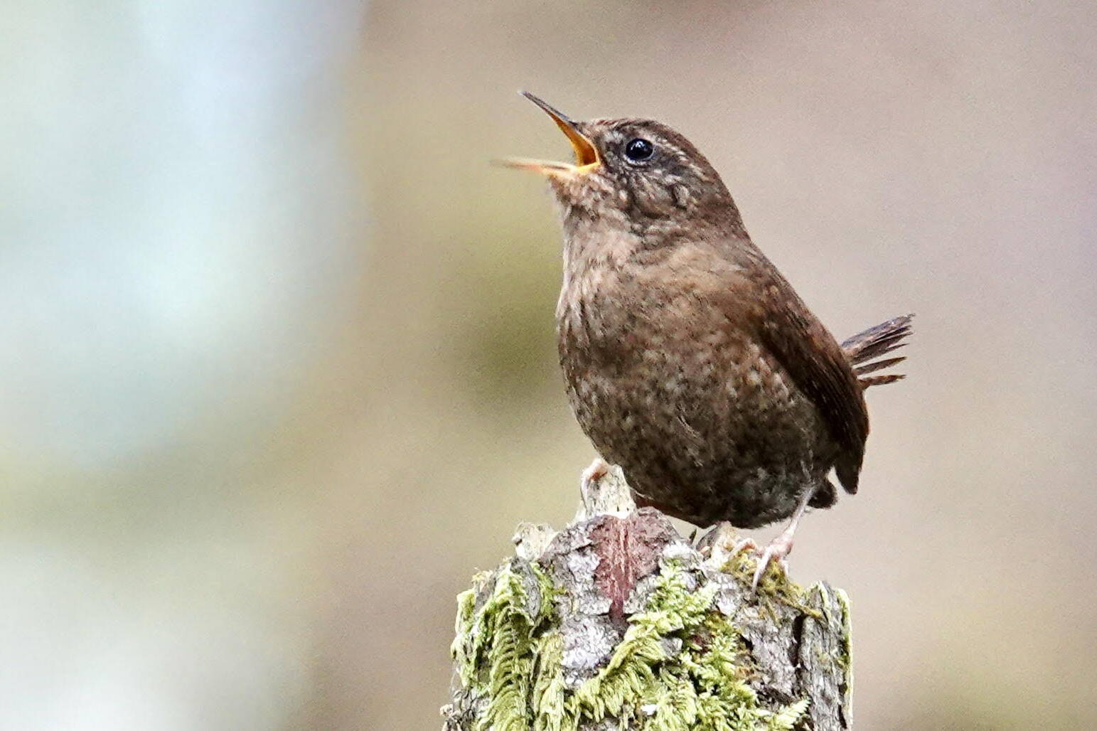 A Pacific wren sings in the understory. (Photo by Helen Uhruh)