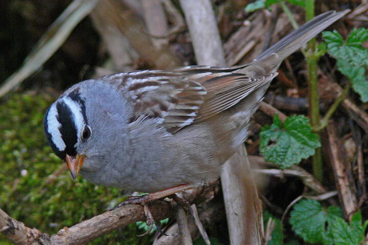 A white-crowned sparrow inspects the ground for seeds. (Photo by Bob Armstrong)