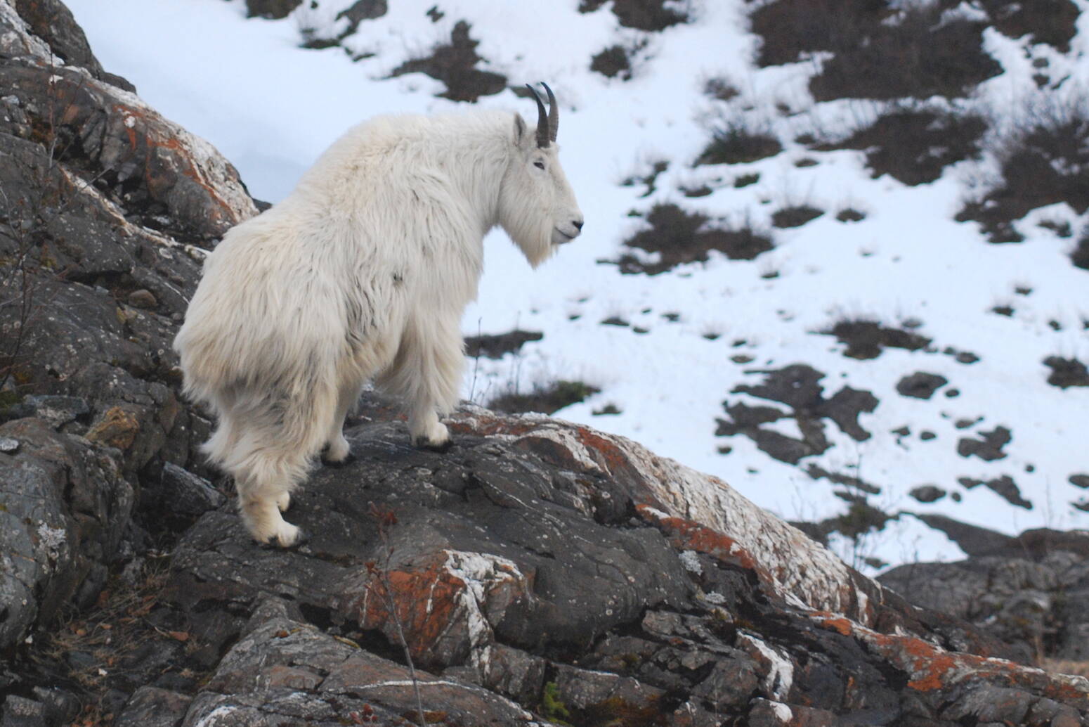An adult male mountain goat scans the horizon near the Juneau Icefield. (Photo by Kevin White)