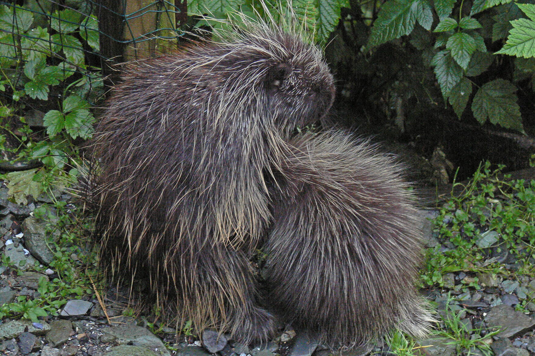 A porcupine nurses its young one, providing milk. (Photo by Bob Armstong)