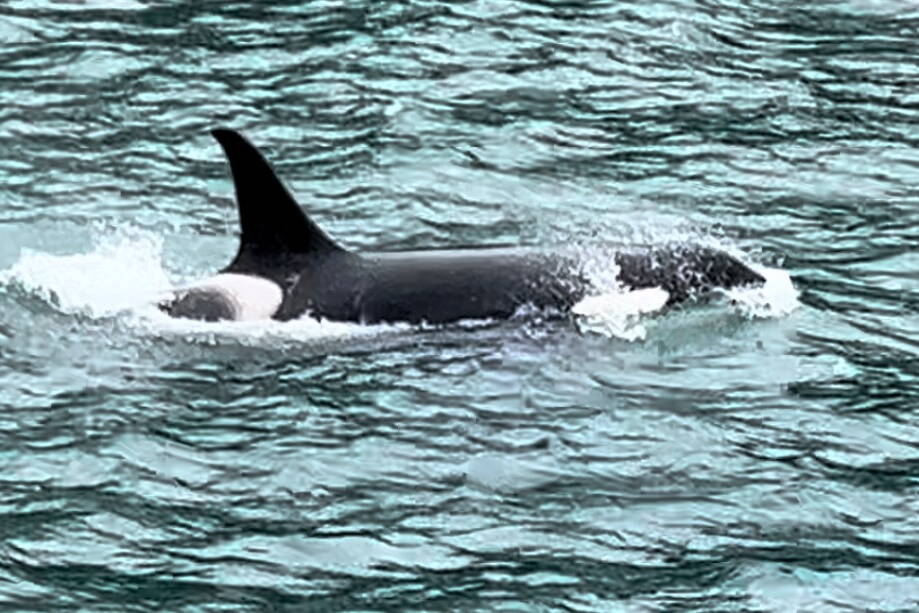 An orca swims beside a boat near Berners Bay on May 12. (Photo by Eric Jorgensen)