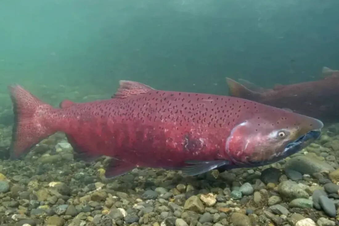 A king salmon. (Ryan Hagerty/U.S. Fish and Wildlife Service)