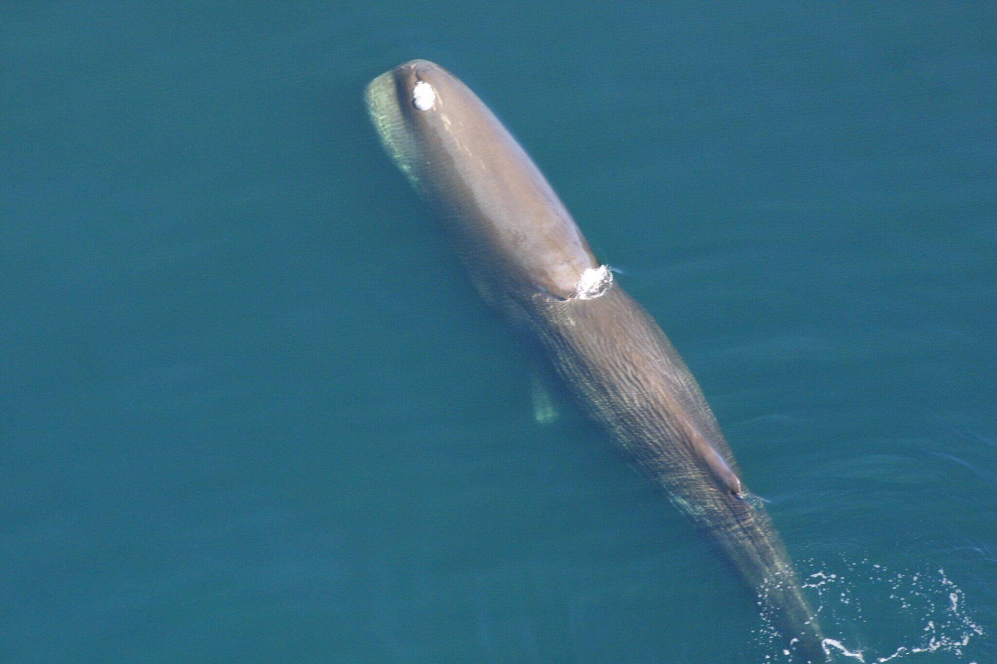 A sperm whale is seen in an undated photo published by the National Oceanic and Atmospheric Administration. (NOAA photo)