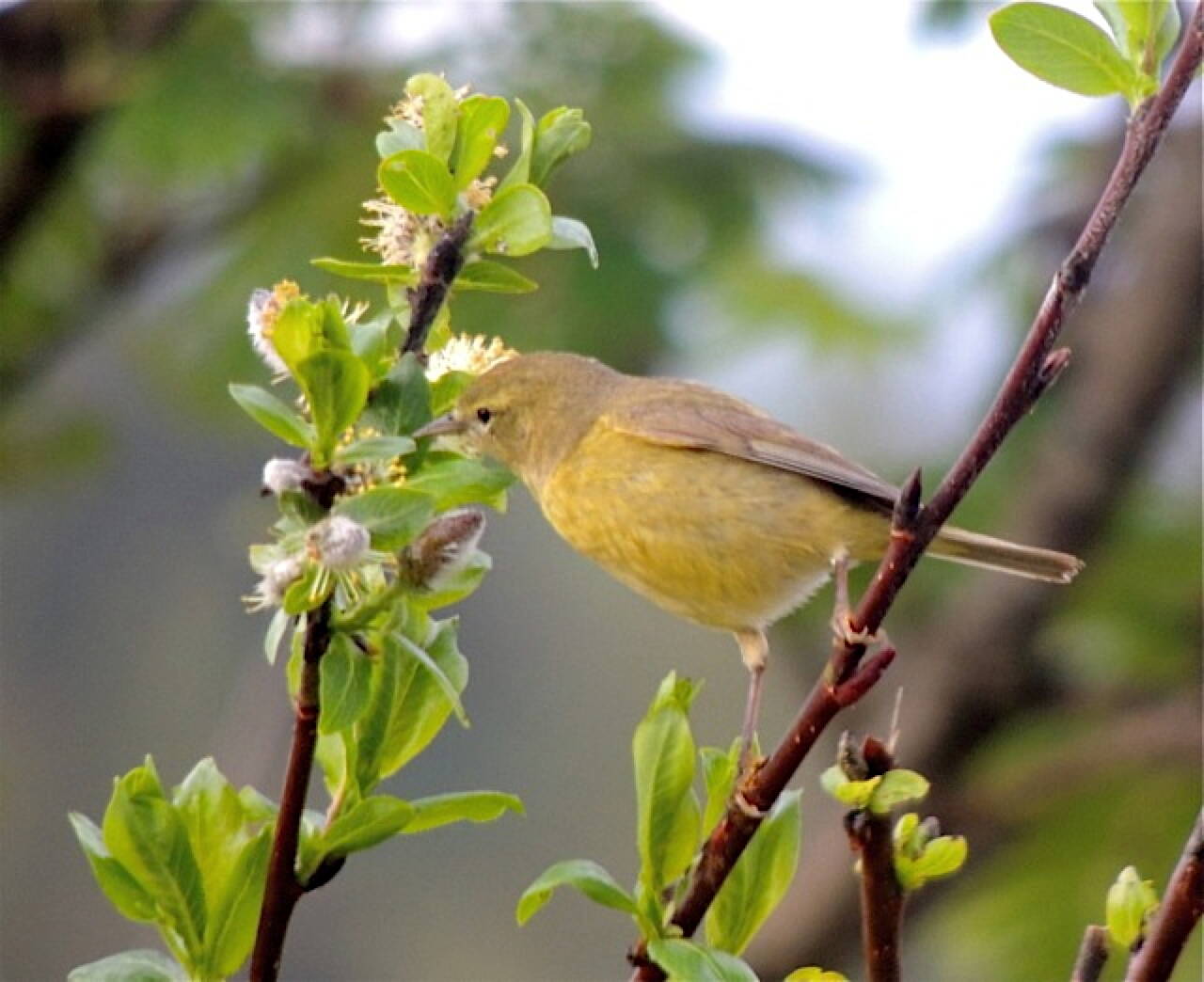 An orange-crowned warbler looks for bugs on a willow (Photo by K.M. Hocker)