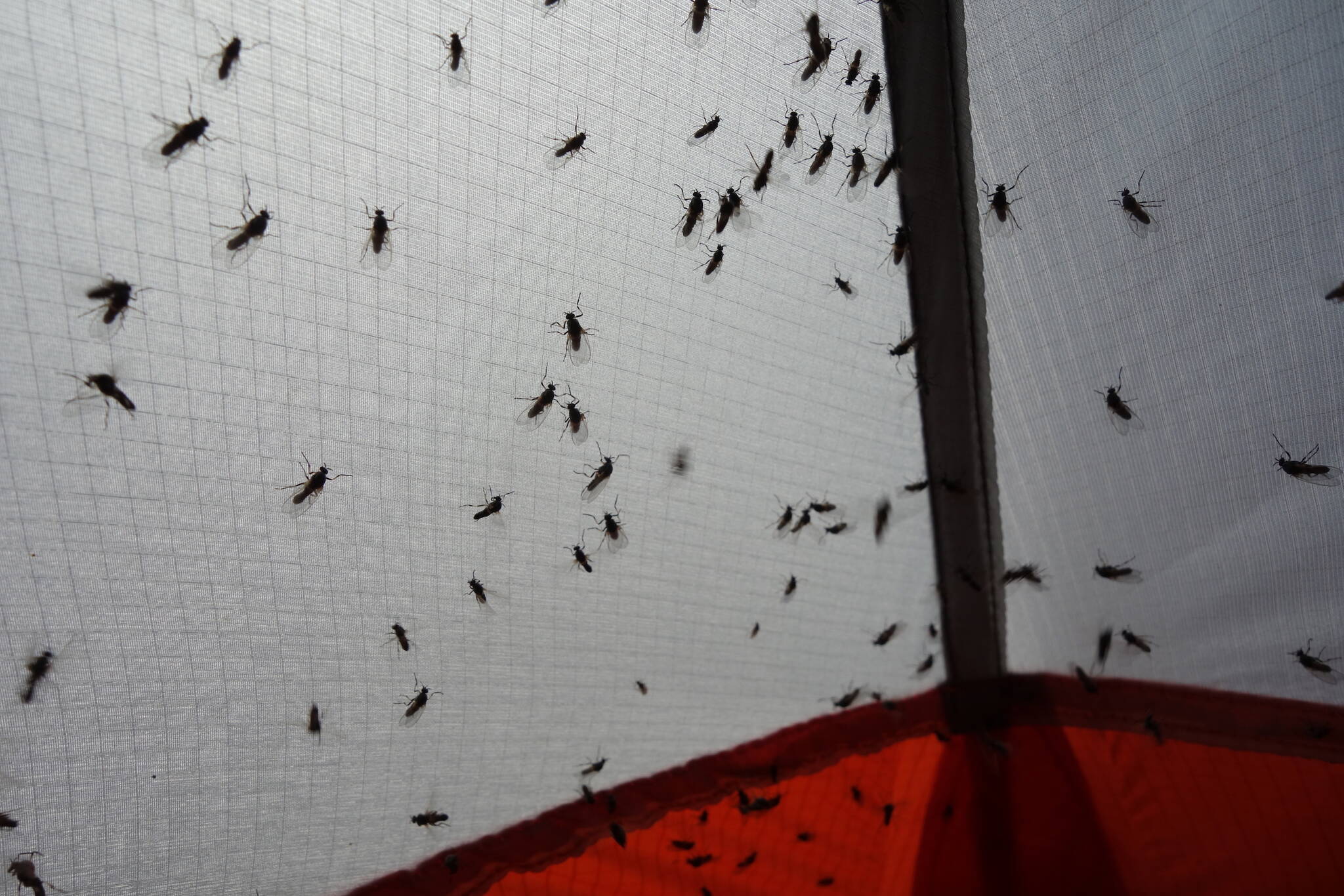 Insects like these flies clinging to a tent seem to be in ample supply in Alaskas boreal forest. (Photo by Ned Rozell)