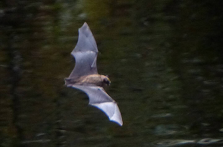 A flying bat shows its extended hand and fingers of its hand-wing. (Photo by Bob Armstrong/courtesy)