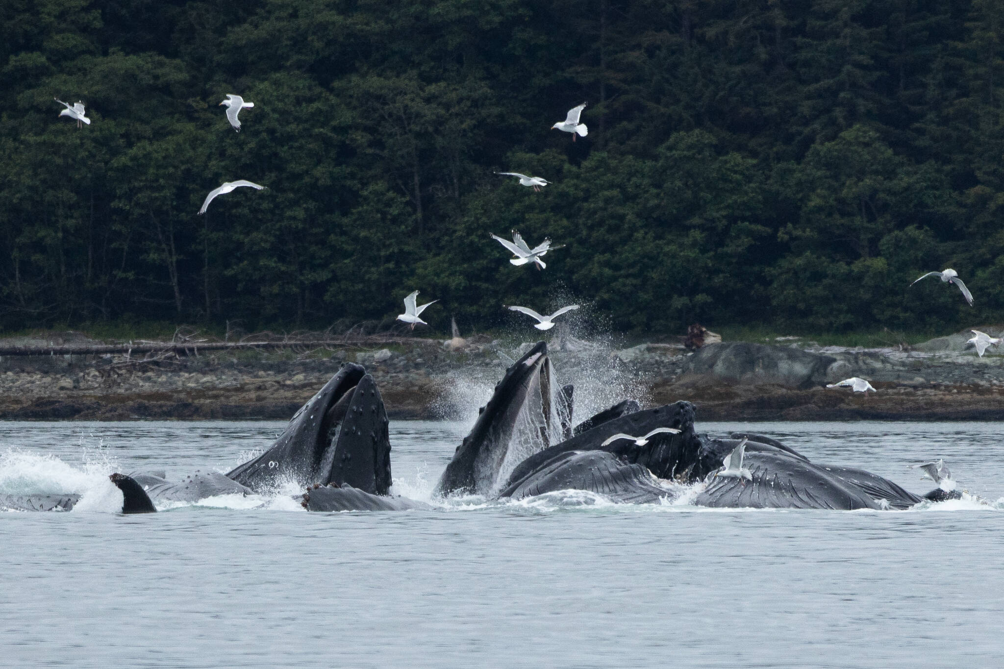 Humpback whales bubblenet feed in Saginaw Channel on July 18, 2025, in Juneau, Alaska. (Photo by Chloe Anderson/Juneau Empire)