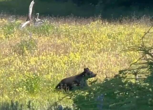 A young bear scampers up from the slough. (Photo by Dawn Halls/courtesy)