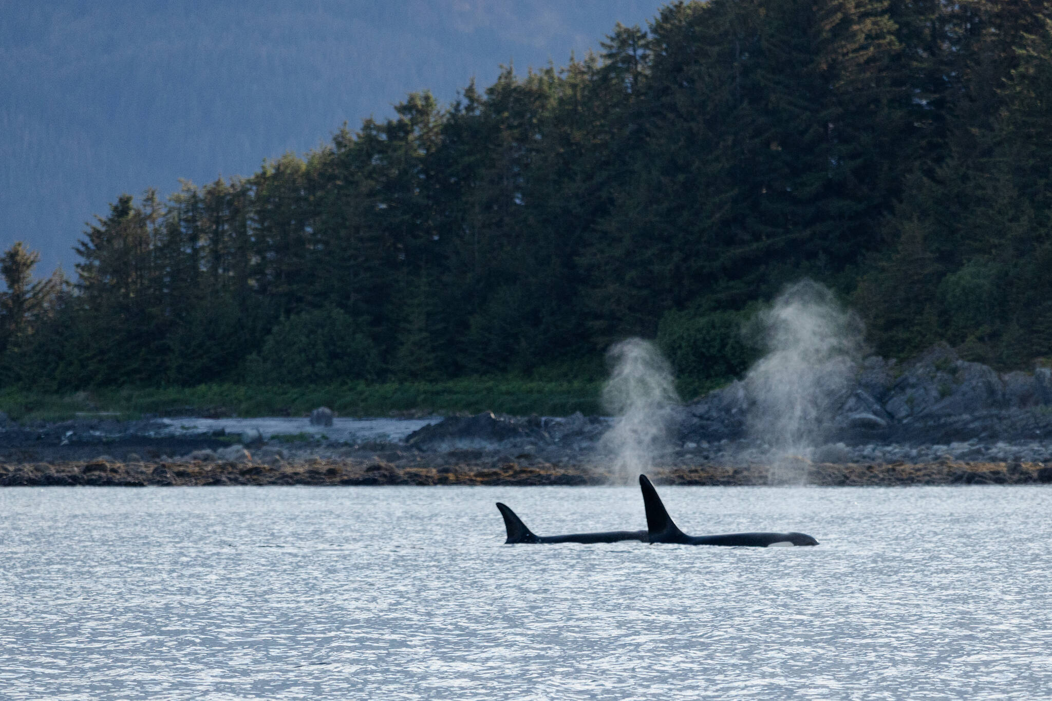 Two killer whales are pictured in Favorite Channel on June 5, 2025, in Juneau, Alaska. (Chloe Anderson/Juneau Empire)