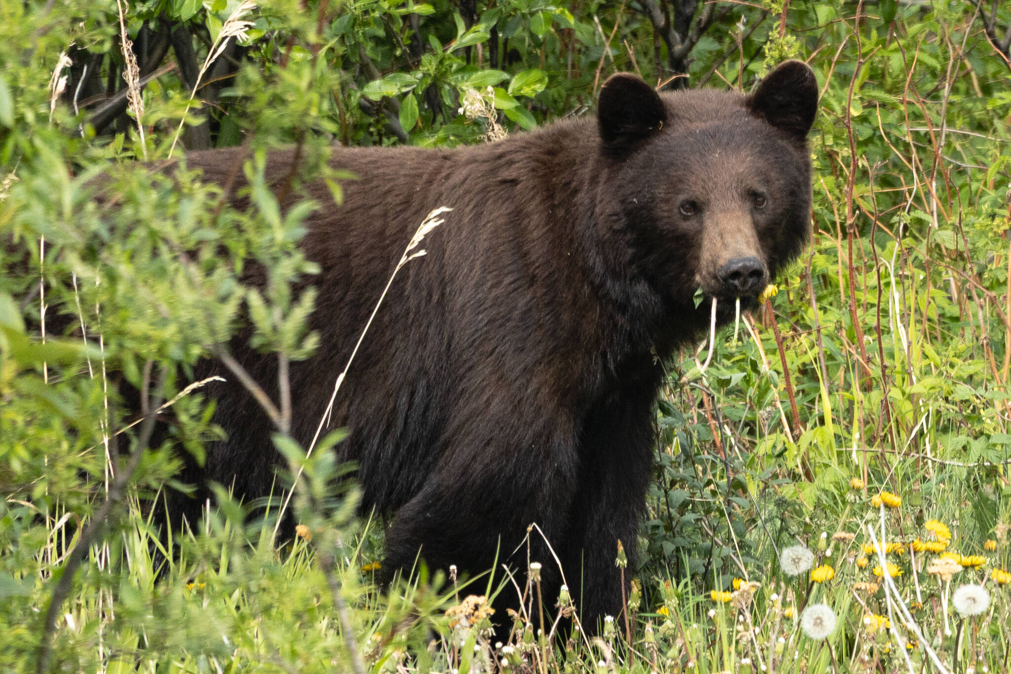 Chloe Anderson for the Juneau Empire
A black bear eats dandelions in a field on June 20 in Juneau.