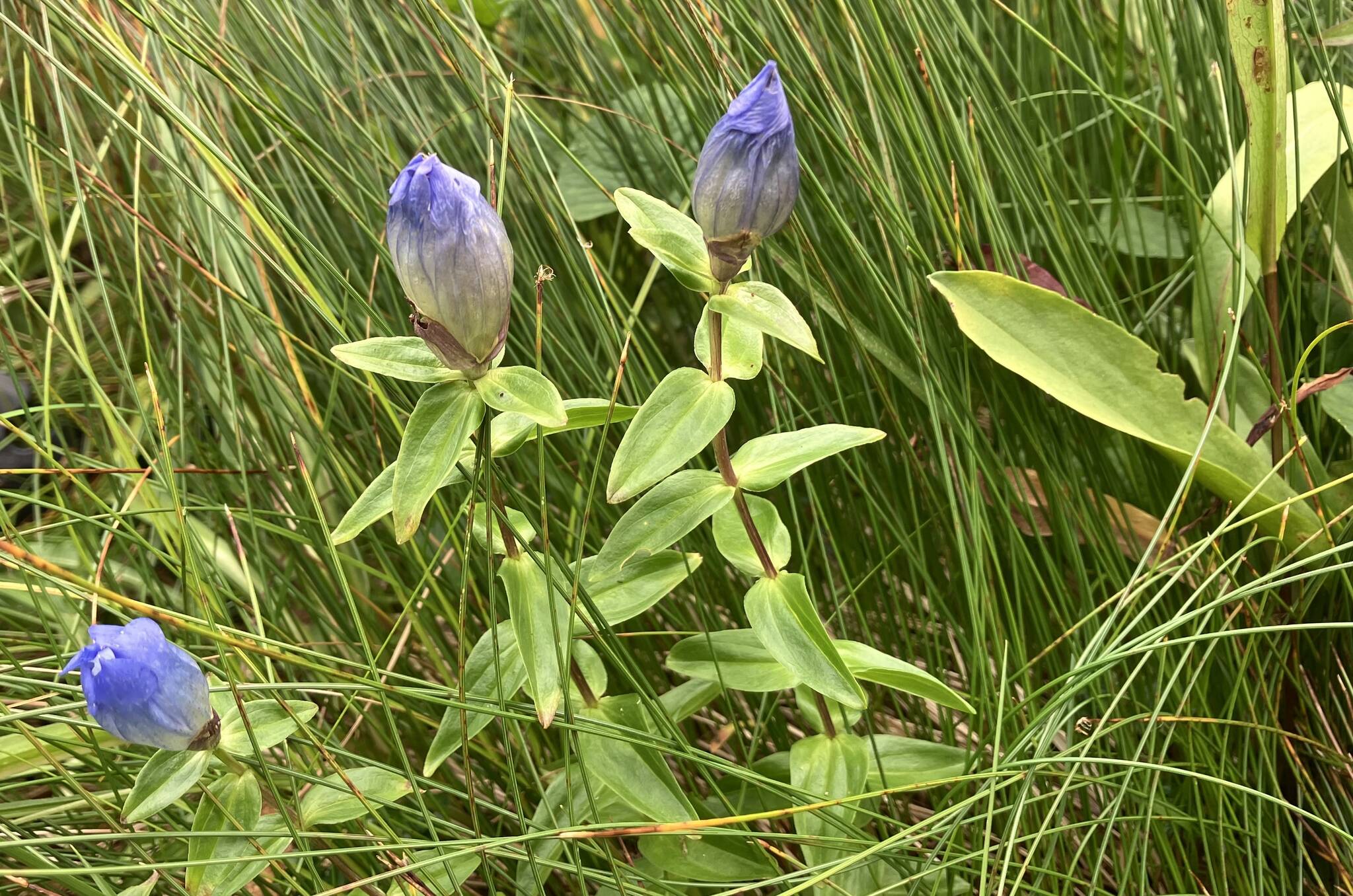 Broad-petaled gentian flowers were almost hidden in the other vegetation. (M.F. Wilson)