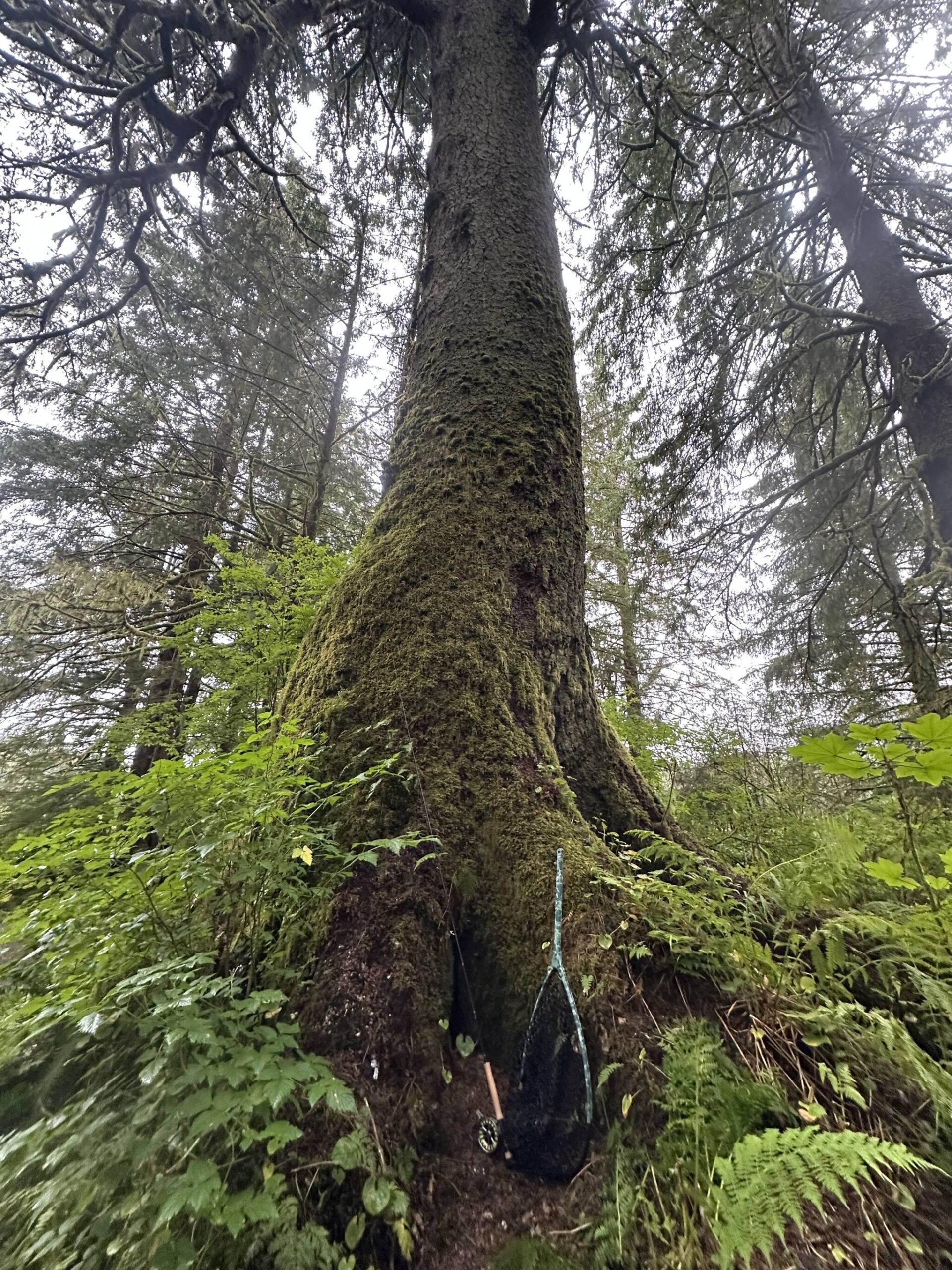 Old growth habitat is as impressive as it is spectacular. (Photo by Jeff Lund/Juneau Empire)