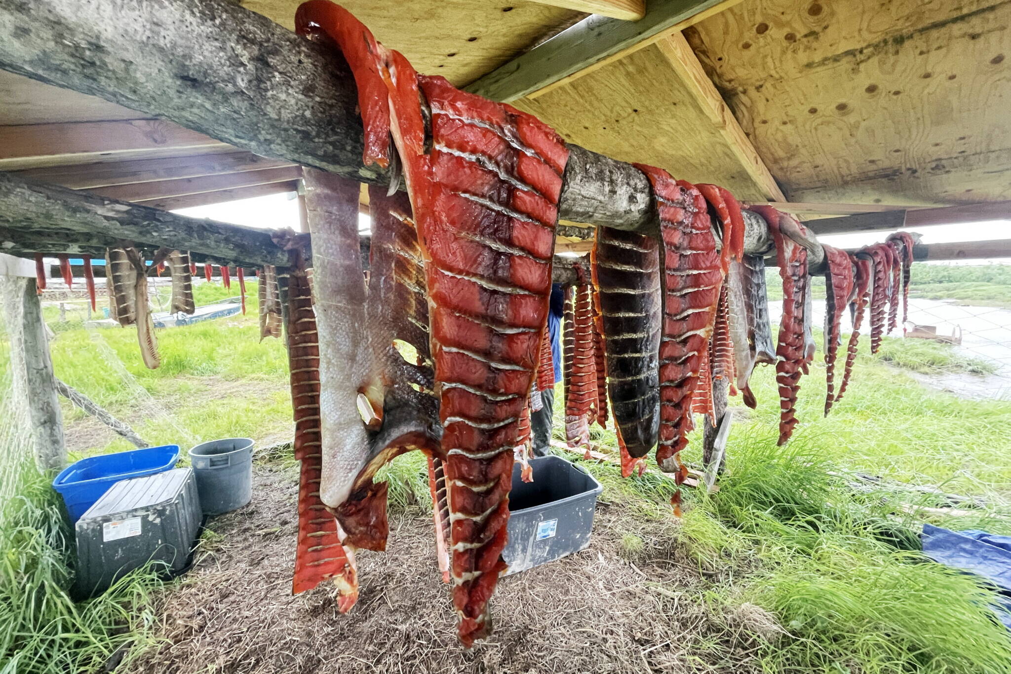 Salmon dry on a rack in Quinhagak, a Yup’ik village in Western Alaska, in July 2023. Salmon is a staple of the traditional Indigenous diet in Alaska and one of the main foods harvested through subsistence practices. (Alice Bailey/University of Alaska Fairbanks)
